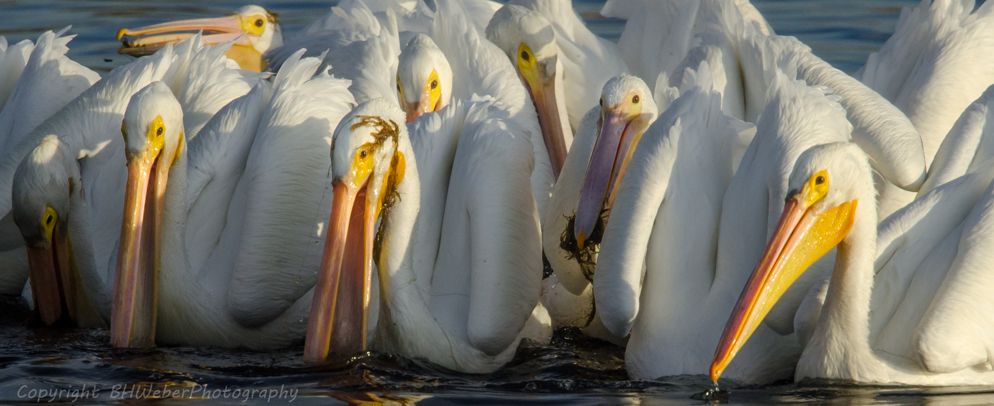 Nikon Nikkor AF-S 300mm F4E PF ED VR sample photo. A pelican selfie photography