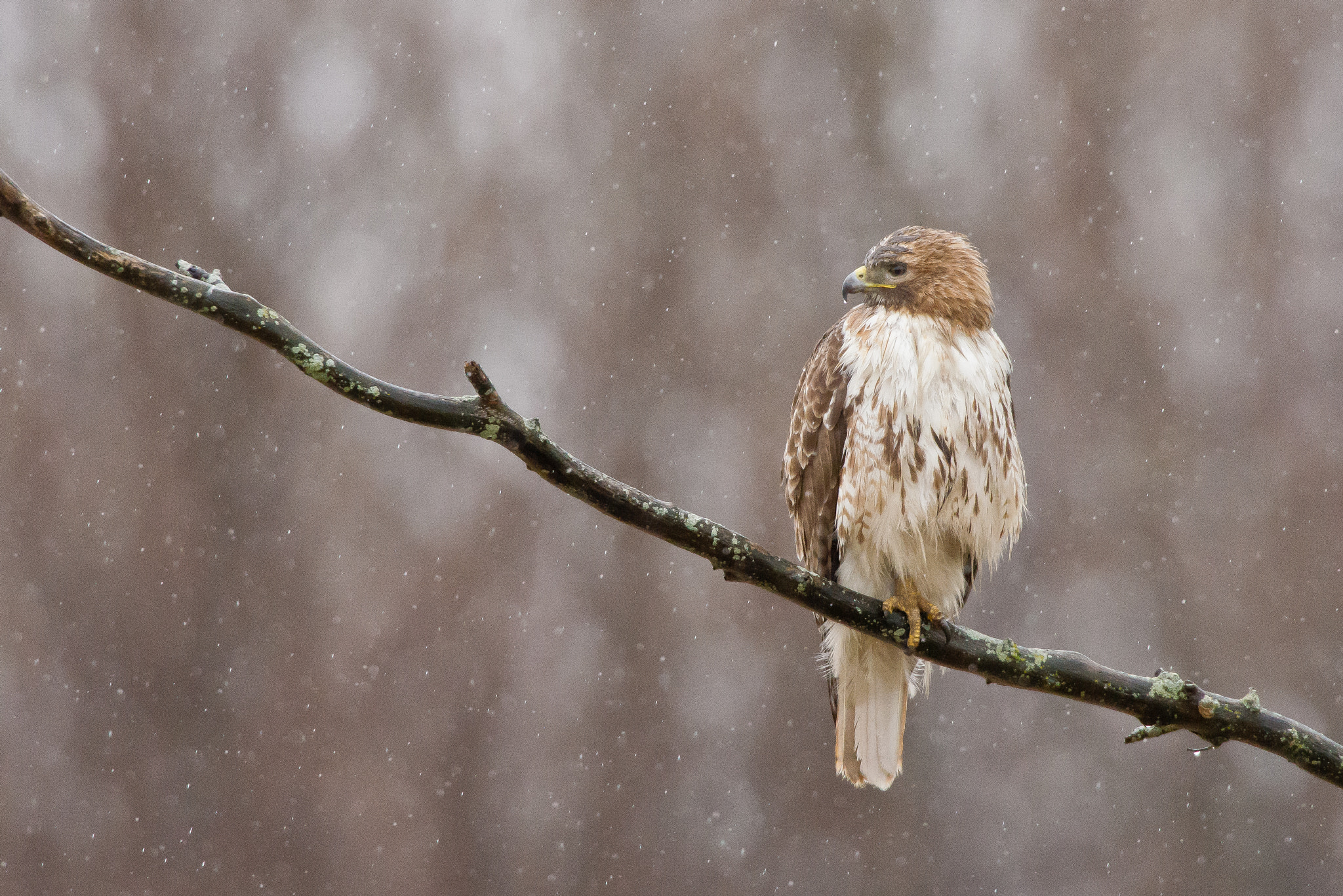 Nikon AF-S Nikkor 600mm F4D ED-IF II sample photo. Need umbrella? photography