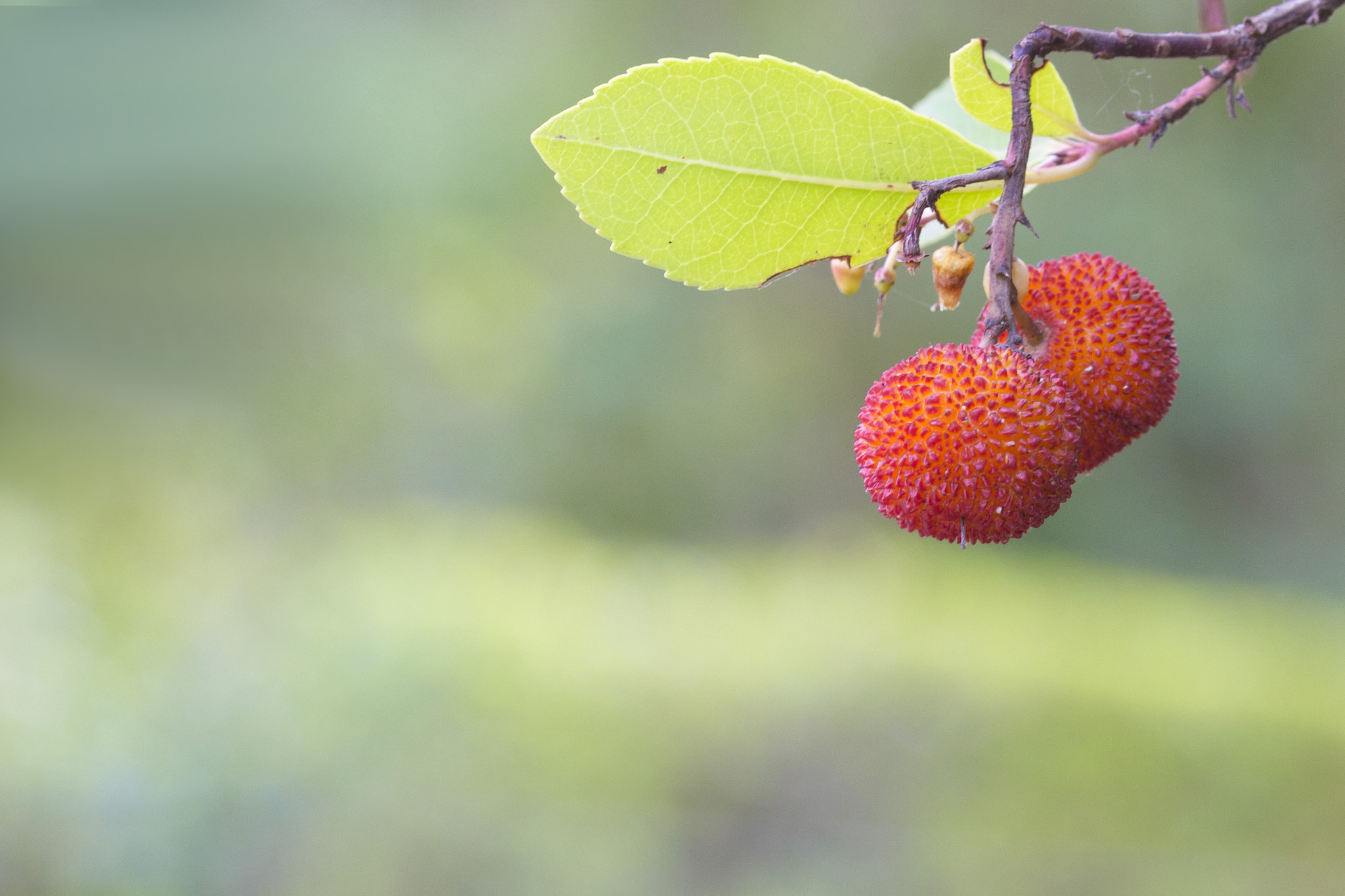Sigma 105mm F2.8 EX DG OS HSM sample photo. Campanas... photography
