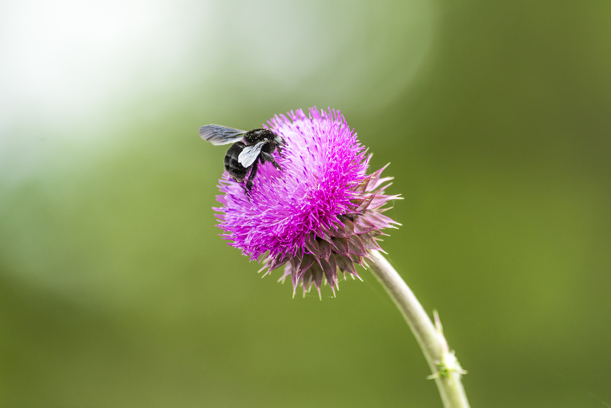 AF-S Nikkor 300mm f/2.8D IF-ED II sample photo. Insect photography