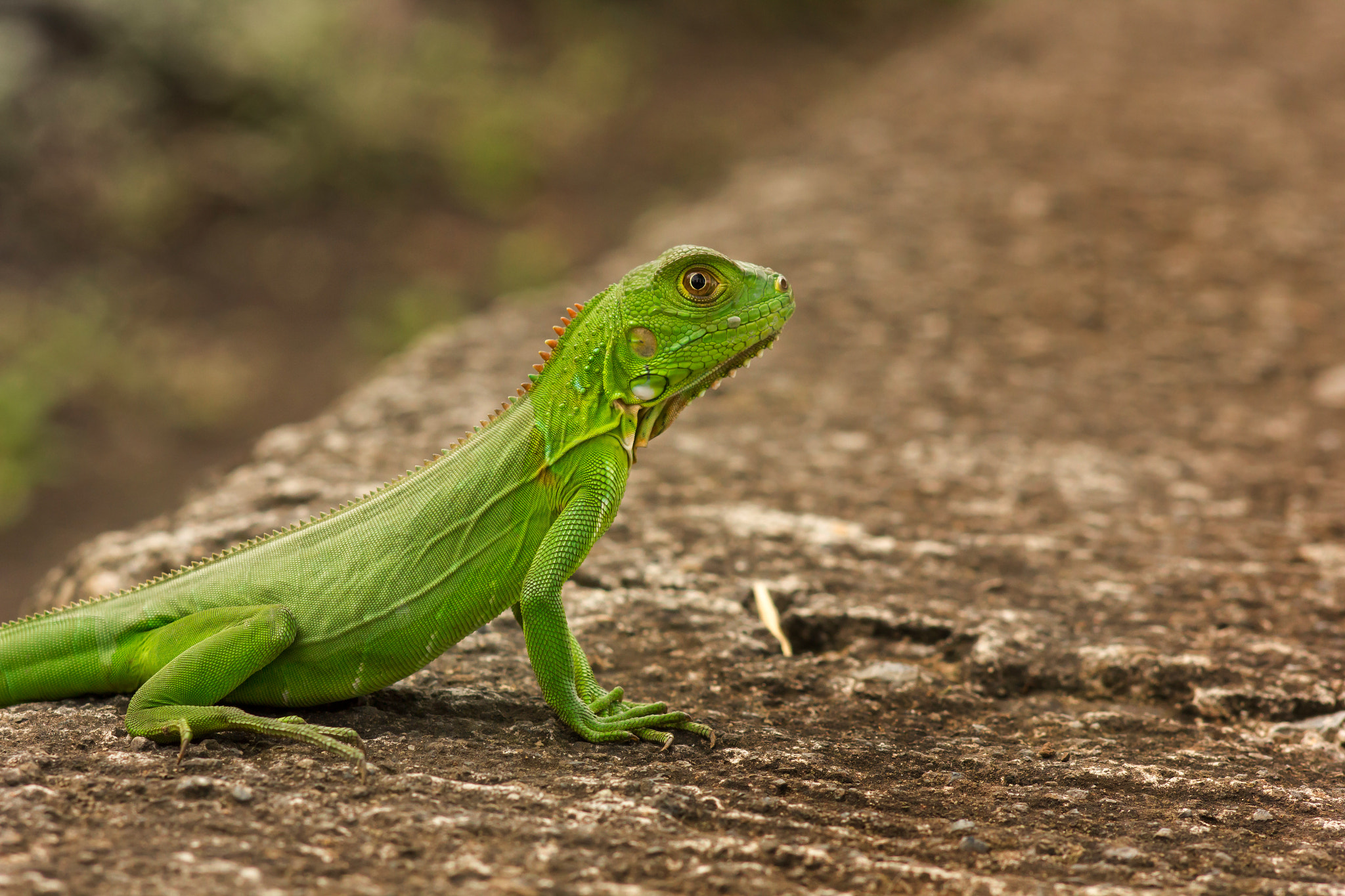 Canon EF 100mm F2.8 Macro USM sample photo. Green leguan :) photography