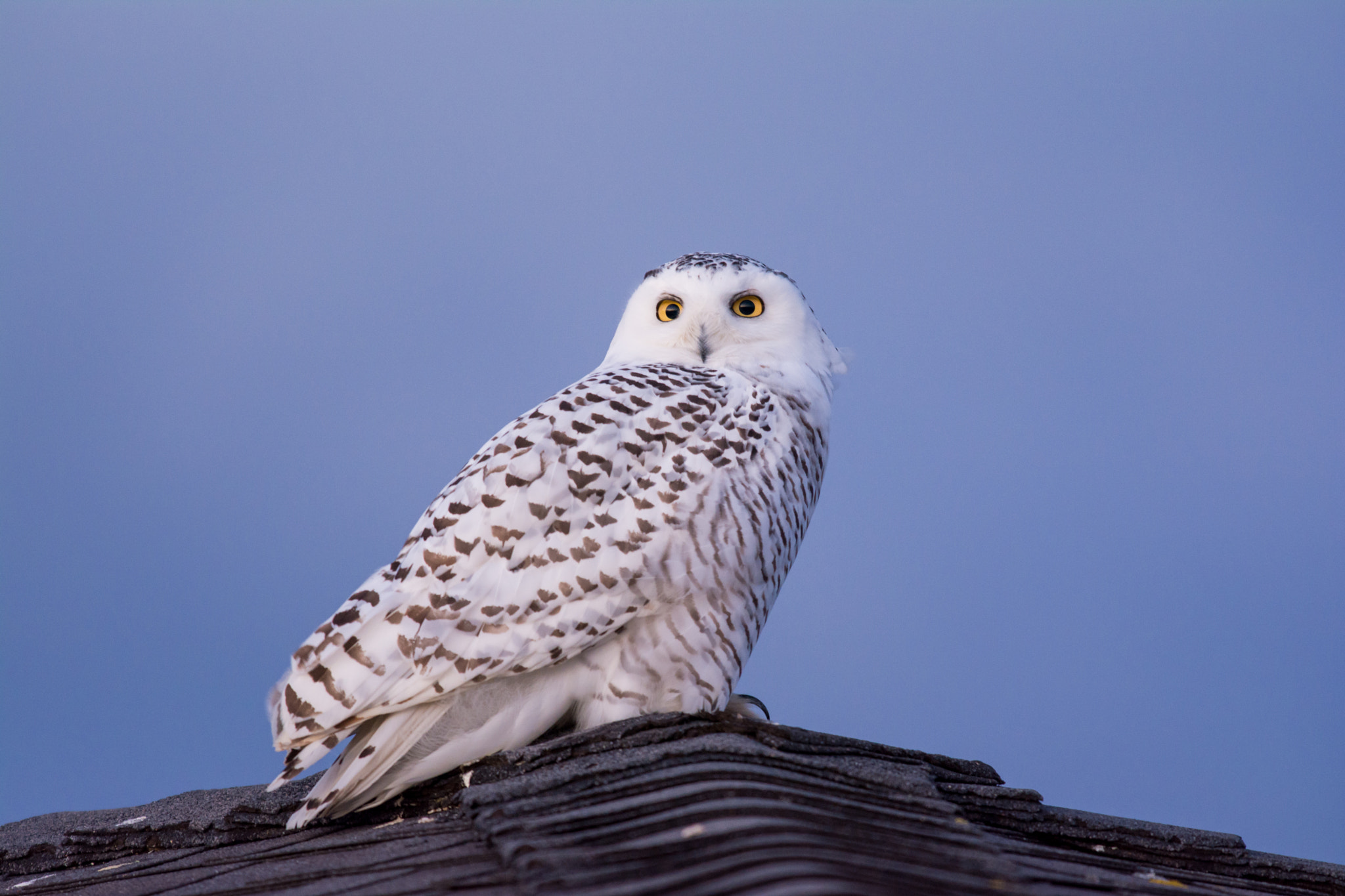 Nikon D7100 + AF-S Nikkor 300mm f/2.8D IF-ED II sample photo. Watching the sunrise...snowy owl photography