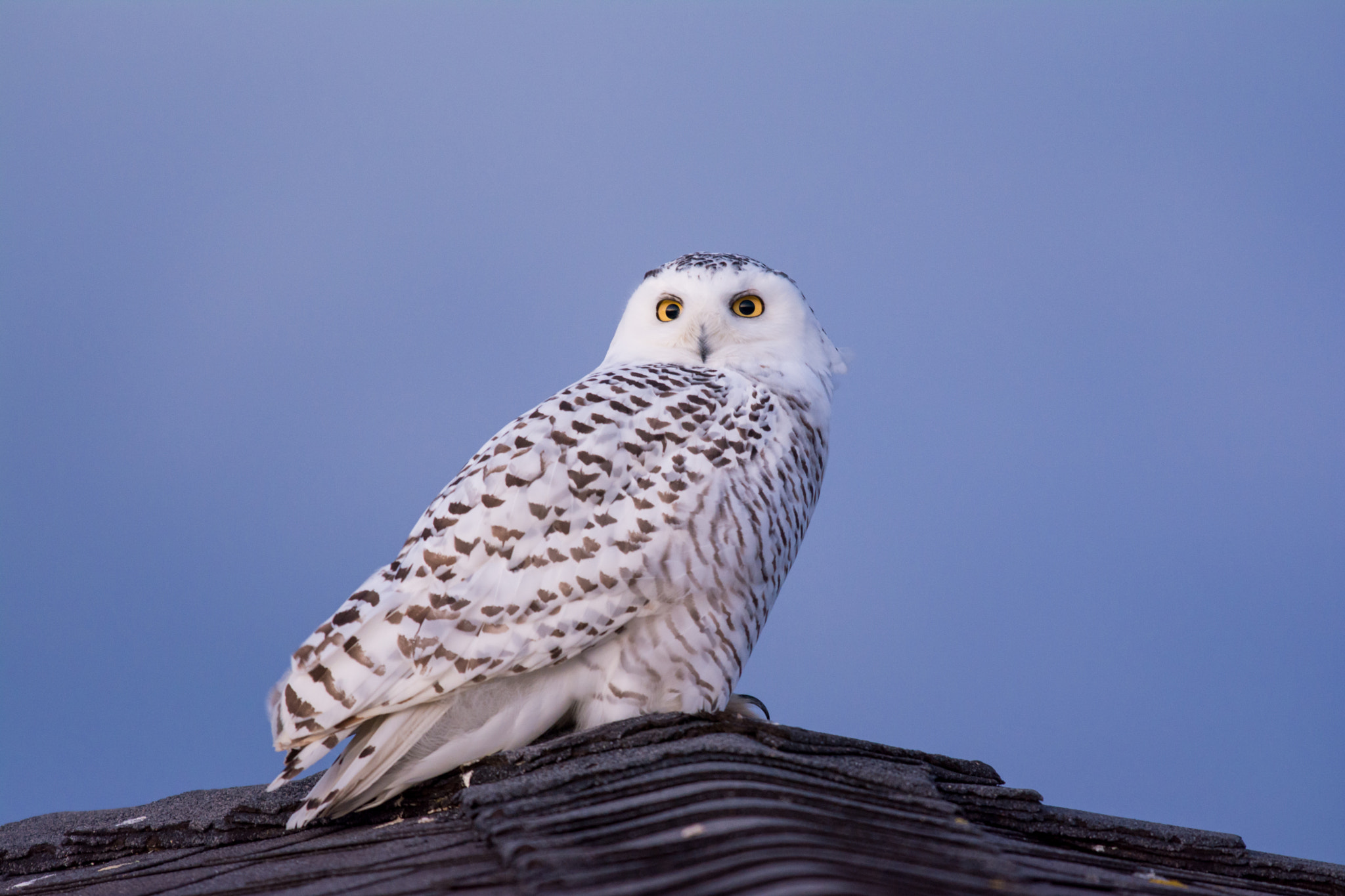 AF-S Nikkor 300mm f/2.8D IF-ED II sample photo. Watching the sunrise...snowy owl photography