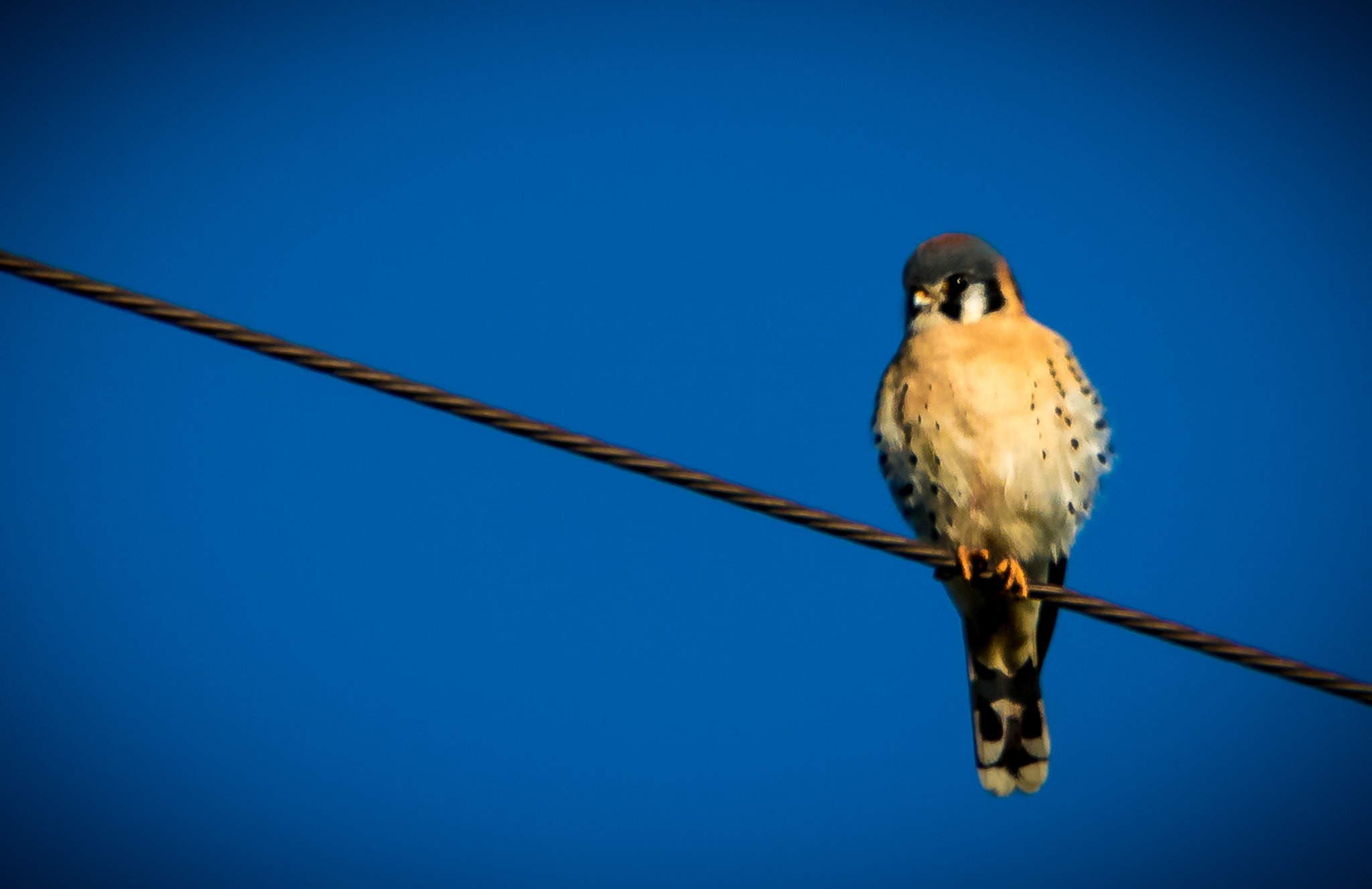 Canon EF 100-400mm F4.5-5.6L IS USM sample photo. Waiting for prey photography