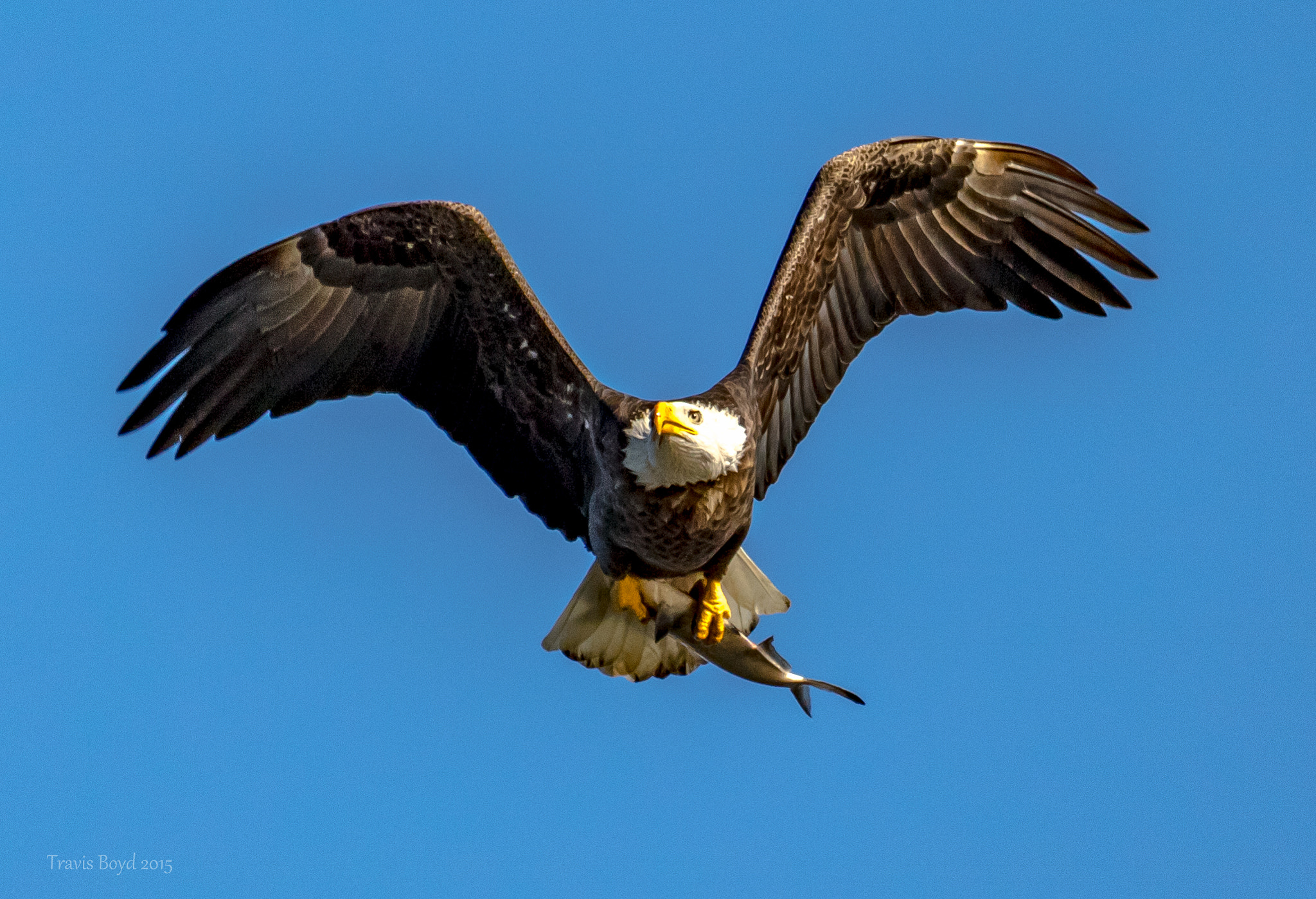 Canon EF 100-400mm F4.5-5.6L IS USM sample photo. Nice catch photography