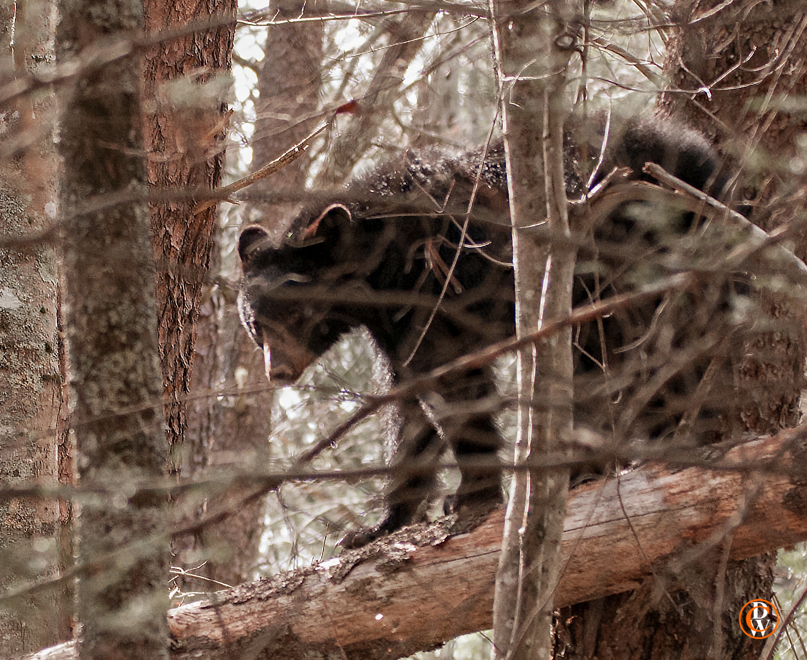 Sigma 150-600mm F5-6.3 DG OS HSM | S sample photo. Training day photography