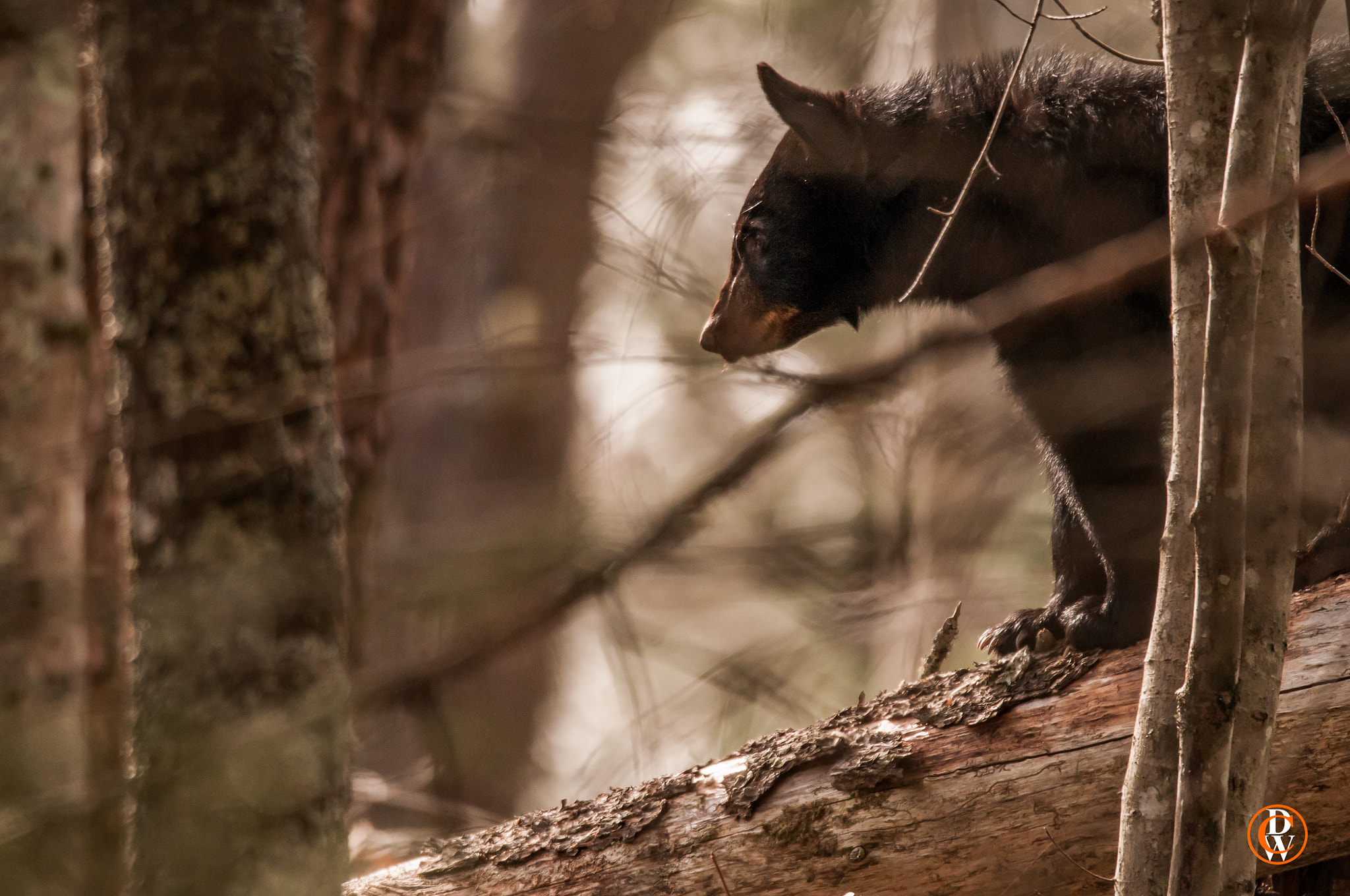 Sigma 150-600mm F5-6.3 DG OS HSM | S sample photo. Training day photography