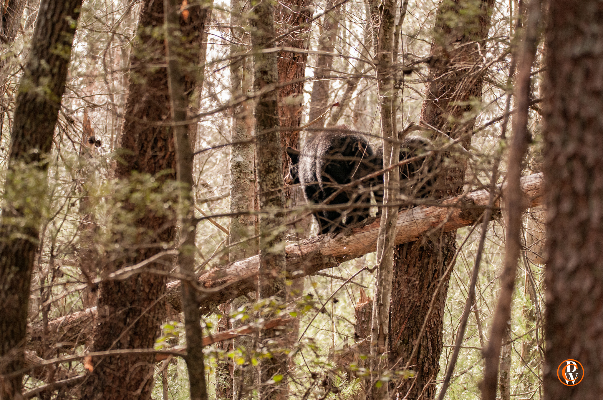 Sigma 150-600mm F5-6.3 DG OS HSM | S sample photo. Training day photography