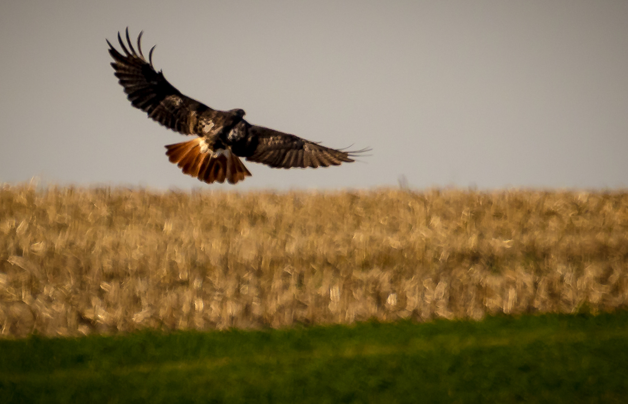 Canon EF 100-400mm F4.5-5.6L IS USM sample photo. Red-tail beauty photography