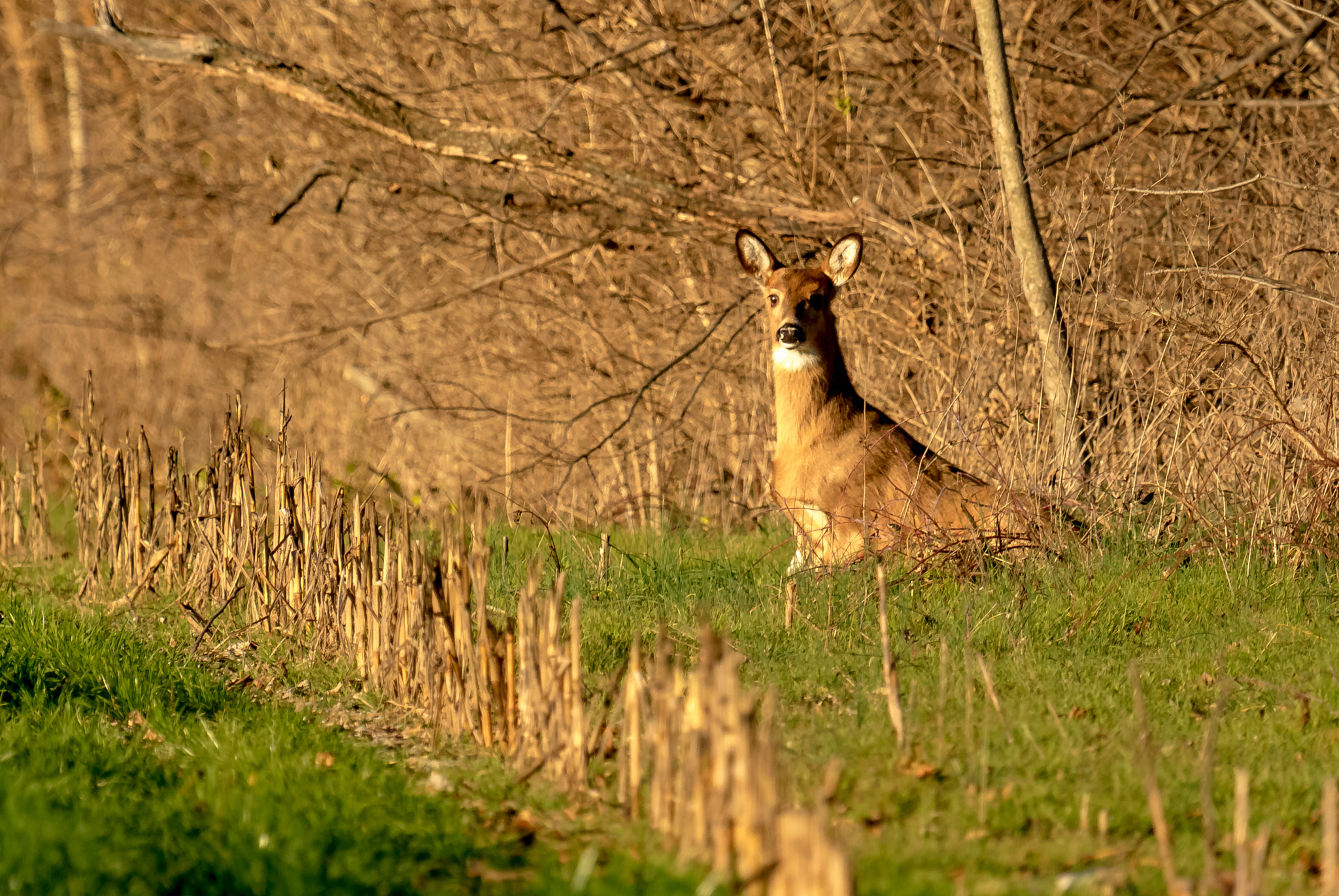Canon EF 100-400mm F4.5-5.6L IS USM sample photo. Morning surprise photography