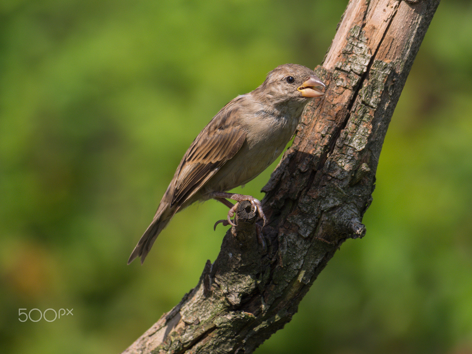 Olympus PEN E-PL5 sample photo. Sparrow bird in a tree photography