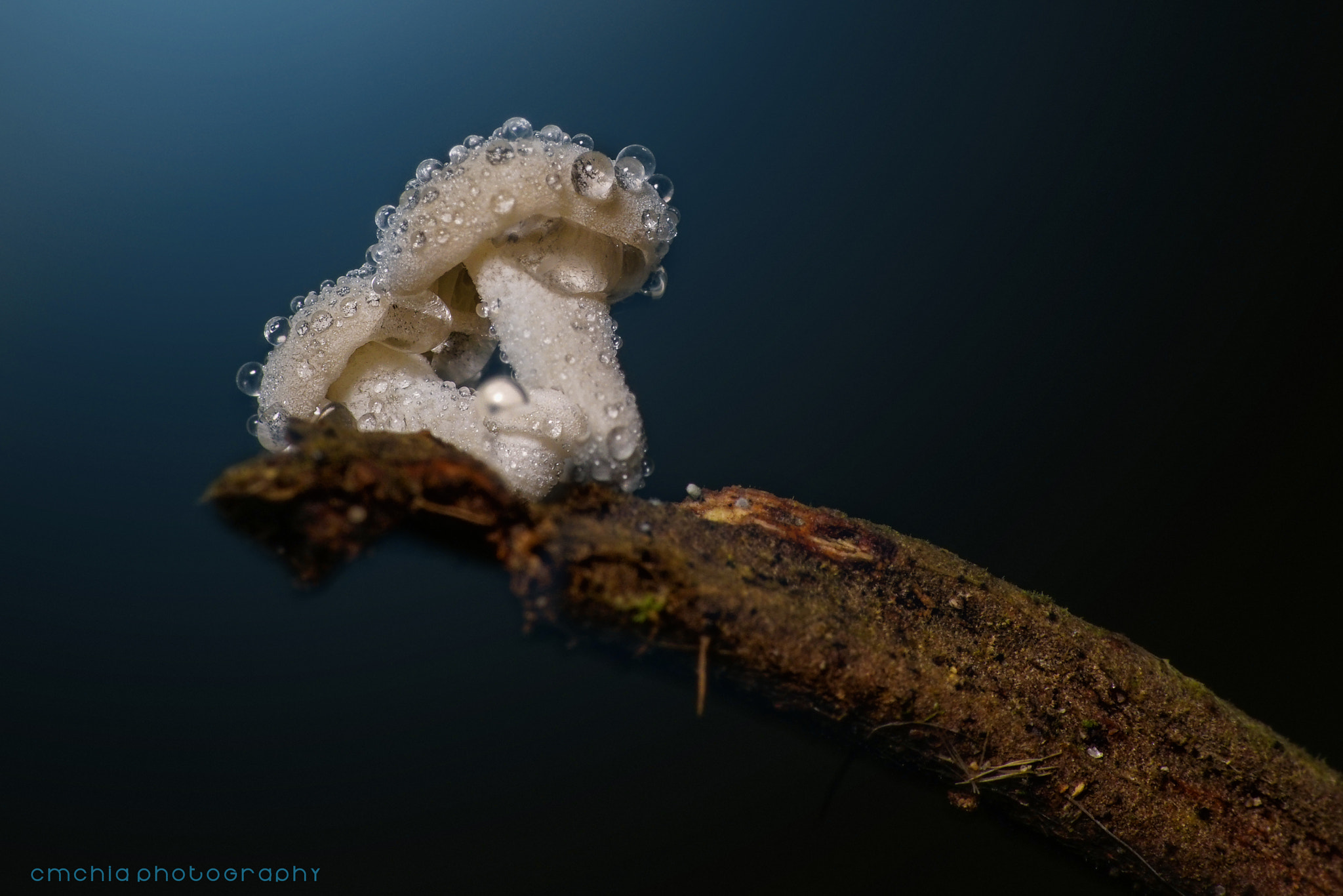Minolta AF 100mm F2.8 Macro [New] sample photo. Mushroom with bubble photography