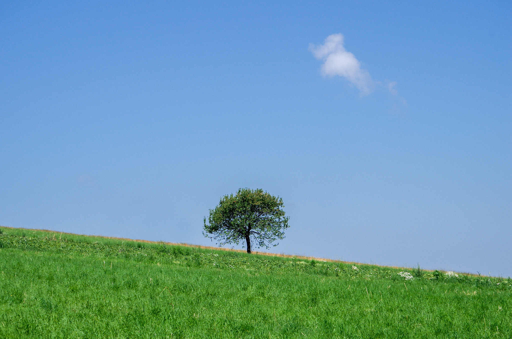 Pentax K-500 + Pentax smc DA 50-200mm F4-5.6 ED sample photo. Lonely tree in the horizon photography