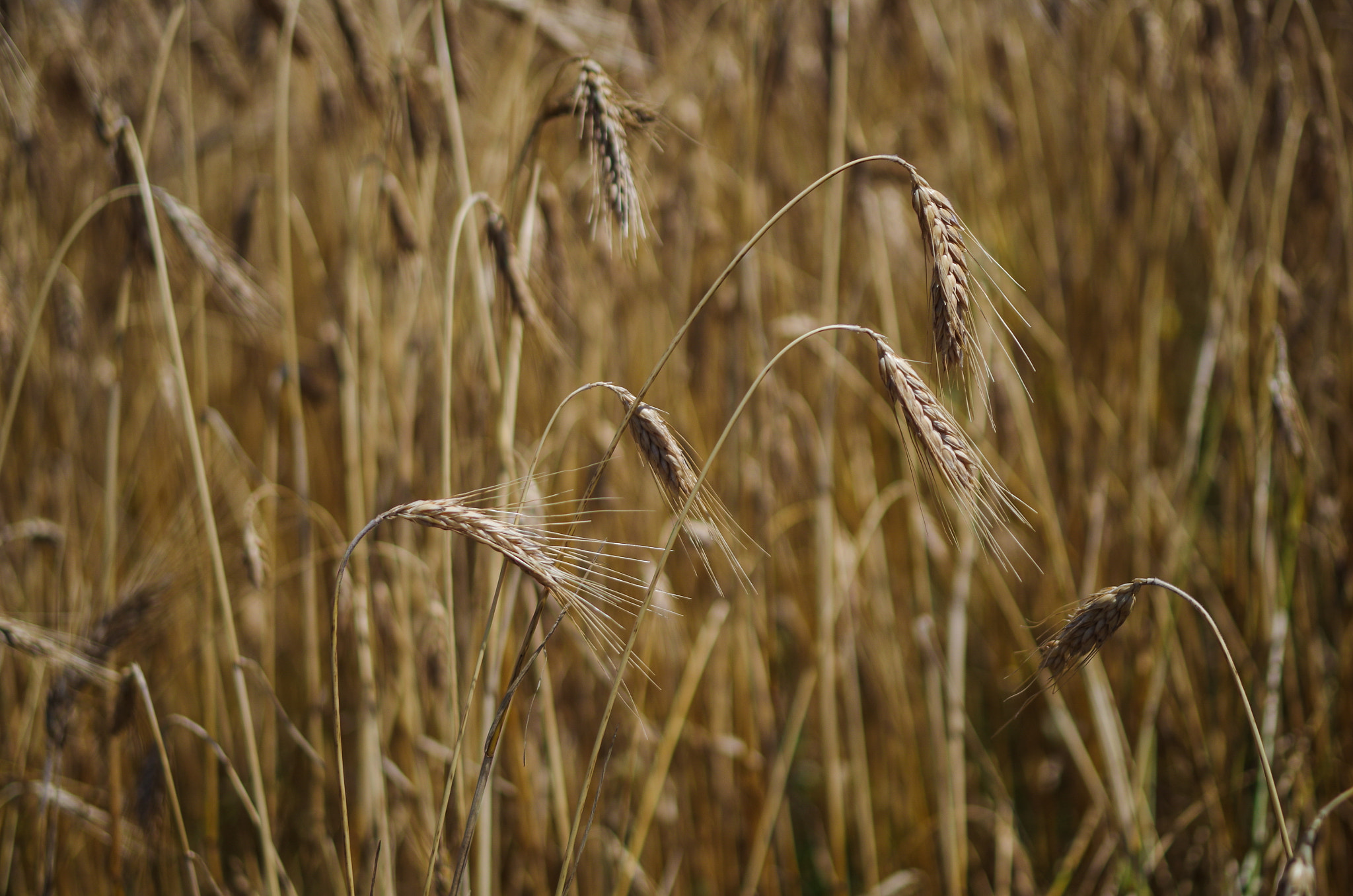 Pentax K-500 + Pentax smc DA 35mm F2.4 AL sample photo. Weath in the field 3 photography