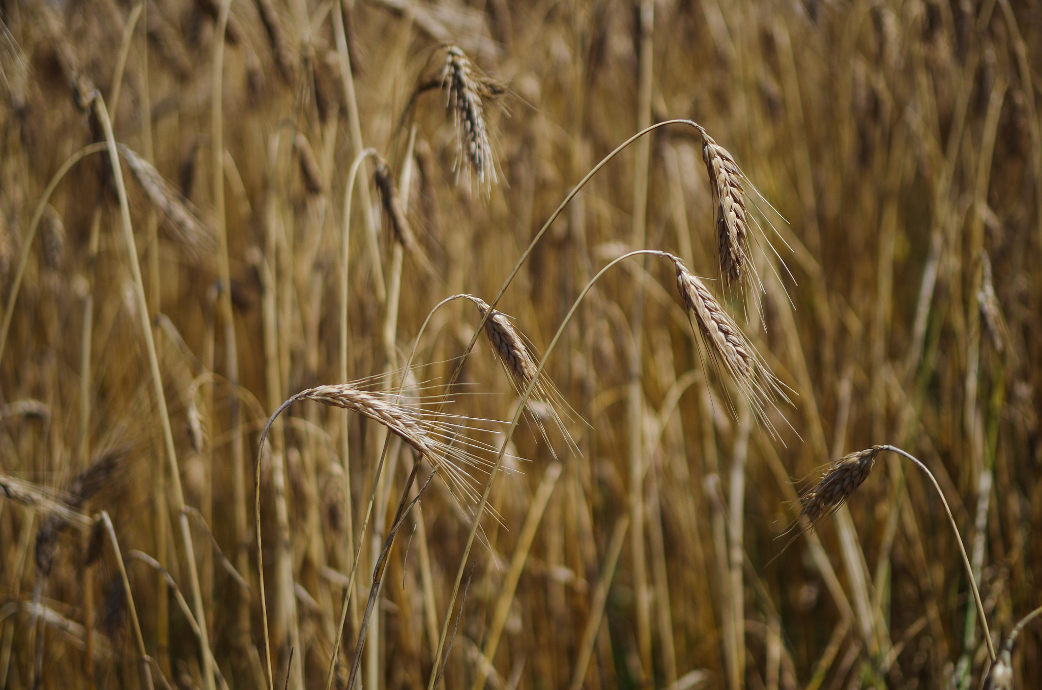 Pentax K-500 + Pentax smc DA 35mm F2.4 AL sample photo. Weath in the field 3 photography