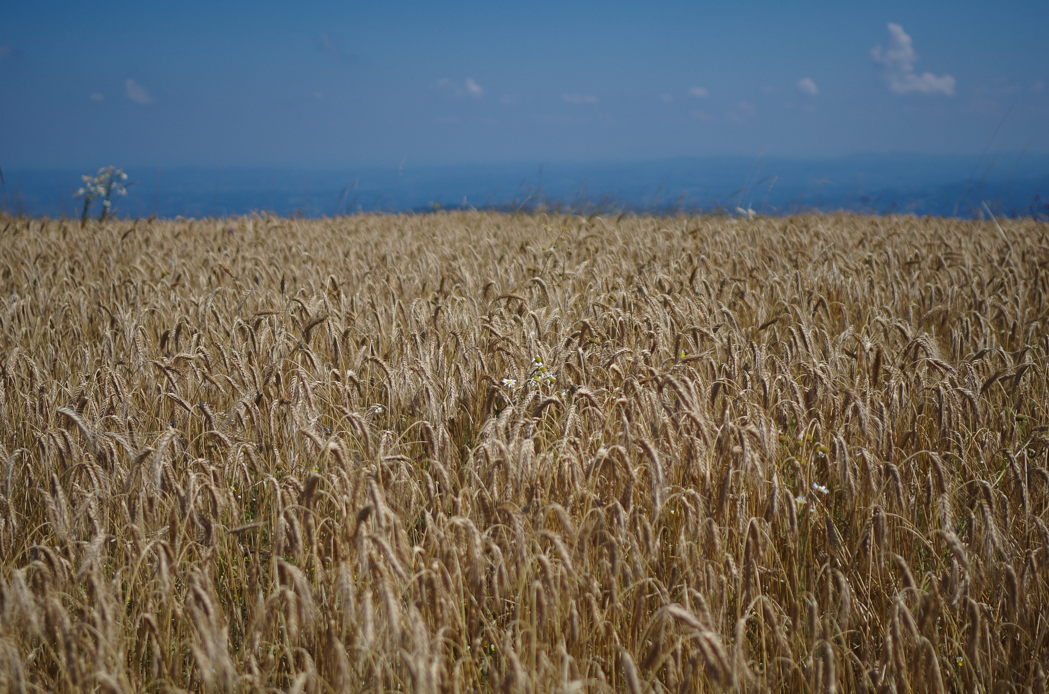 Pentax K-500 + Pentax smc DA 35mm F2.4 AL sample photo. Weath in the field 4 photography