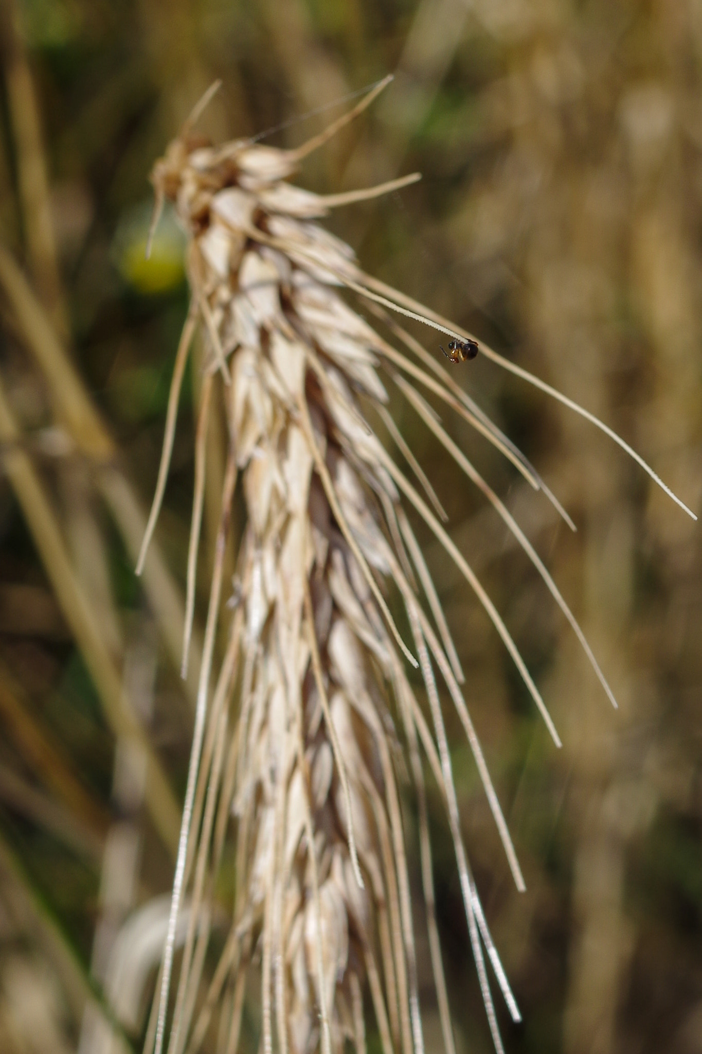 Pentax K-500 + Pentax smc DA 35mm F2.4 AL sample photo. Bug on the wheat photography