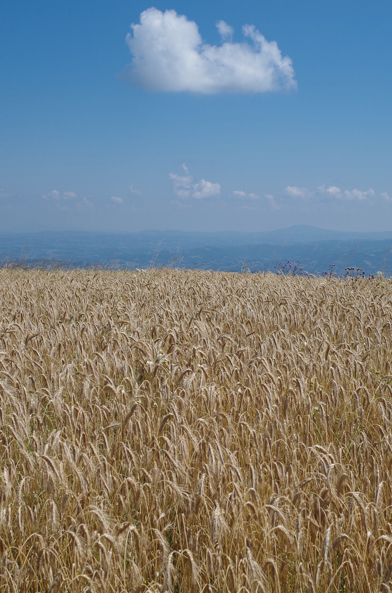 Pentax K-500 + Pentax smc DA 35mm F2.4 AL sample photo. Beautiful scenery with wheat on the hill photography