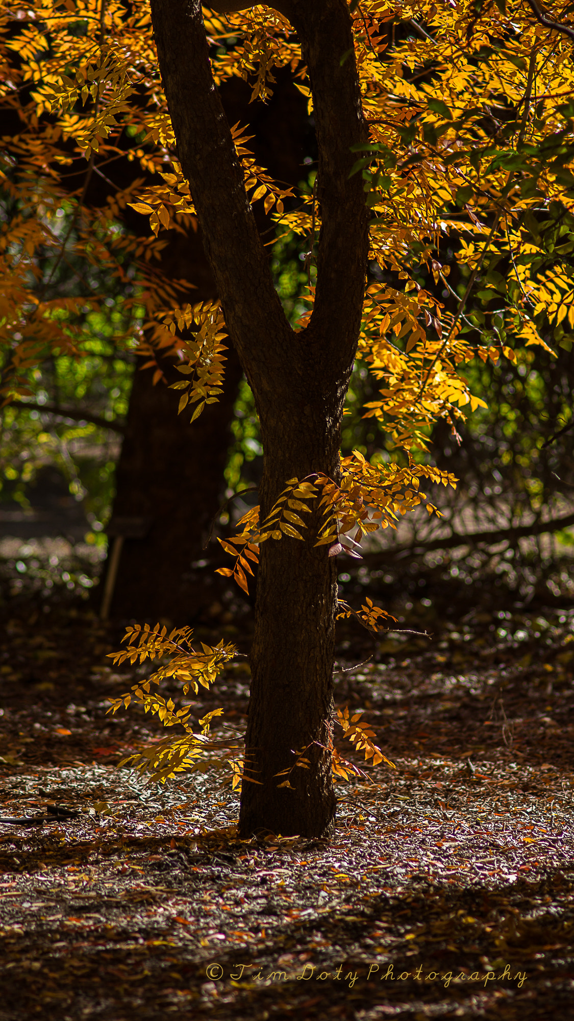 Minolta AF 200mm F2.8 G APO sample photo. Boyce thompson arboretum photography
