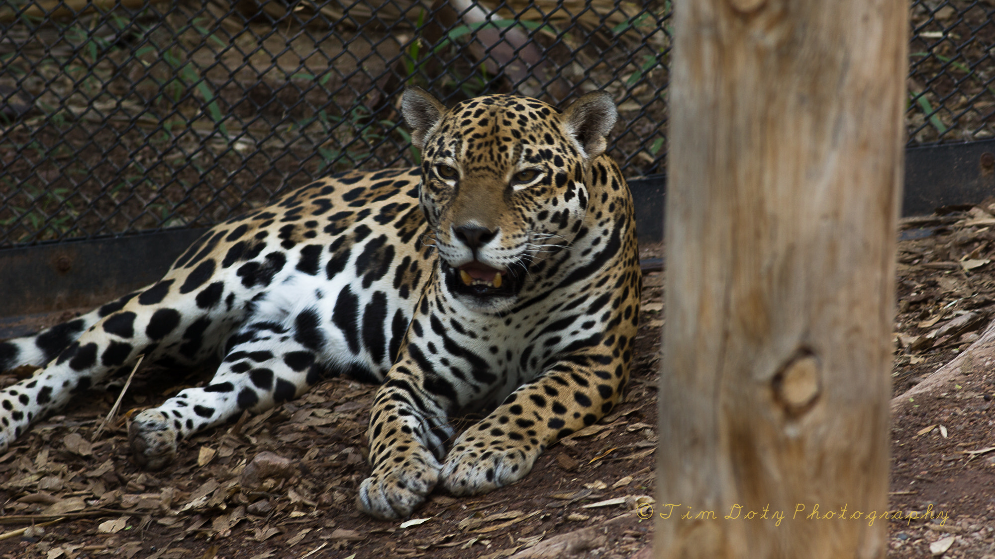 Minolta AF 200mm F2.8 G APO sample photo. Jaguar photography