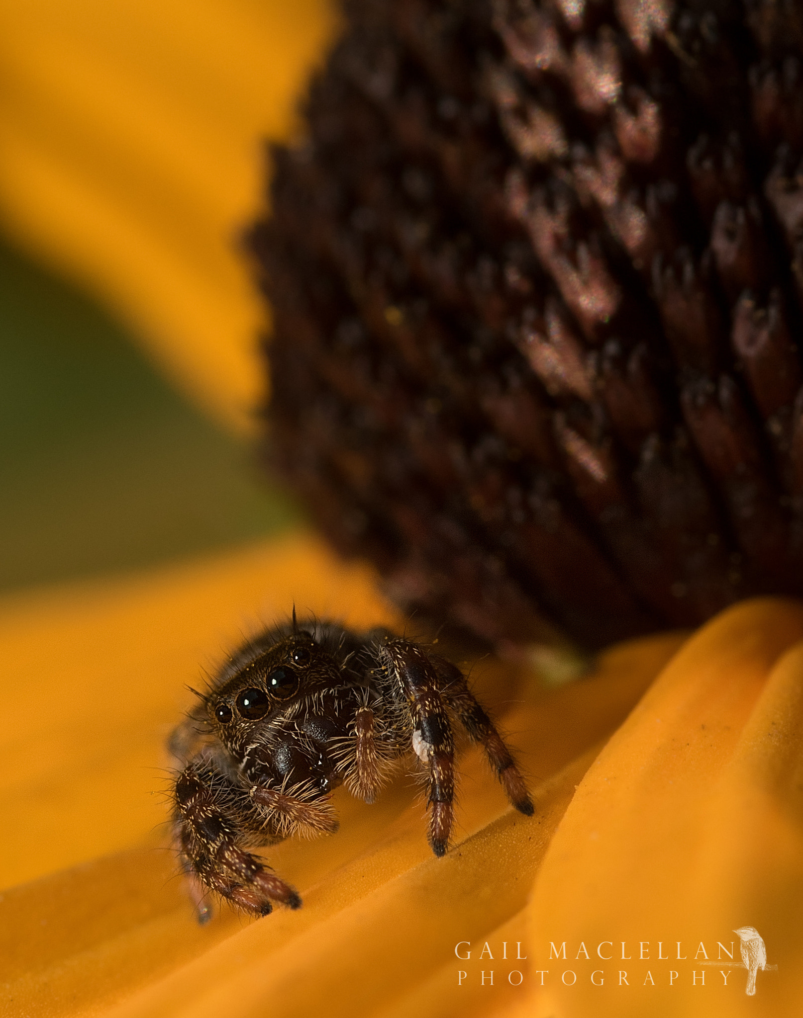 Sigma 105mm F2.8 EX DG Macro sample photo