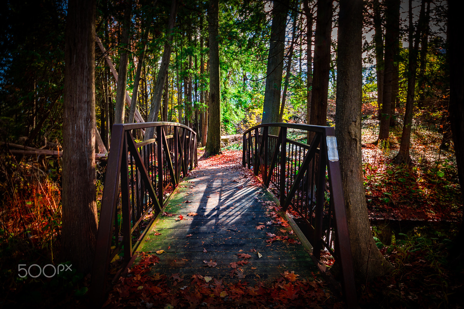 Sigma 8-16mm F4.5-5.6 DC HSM sample photo. Autumn forest photography