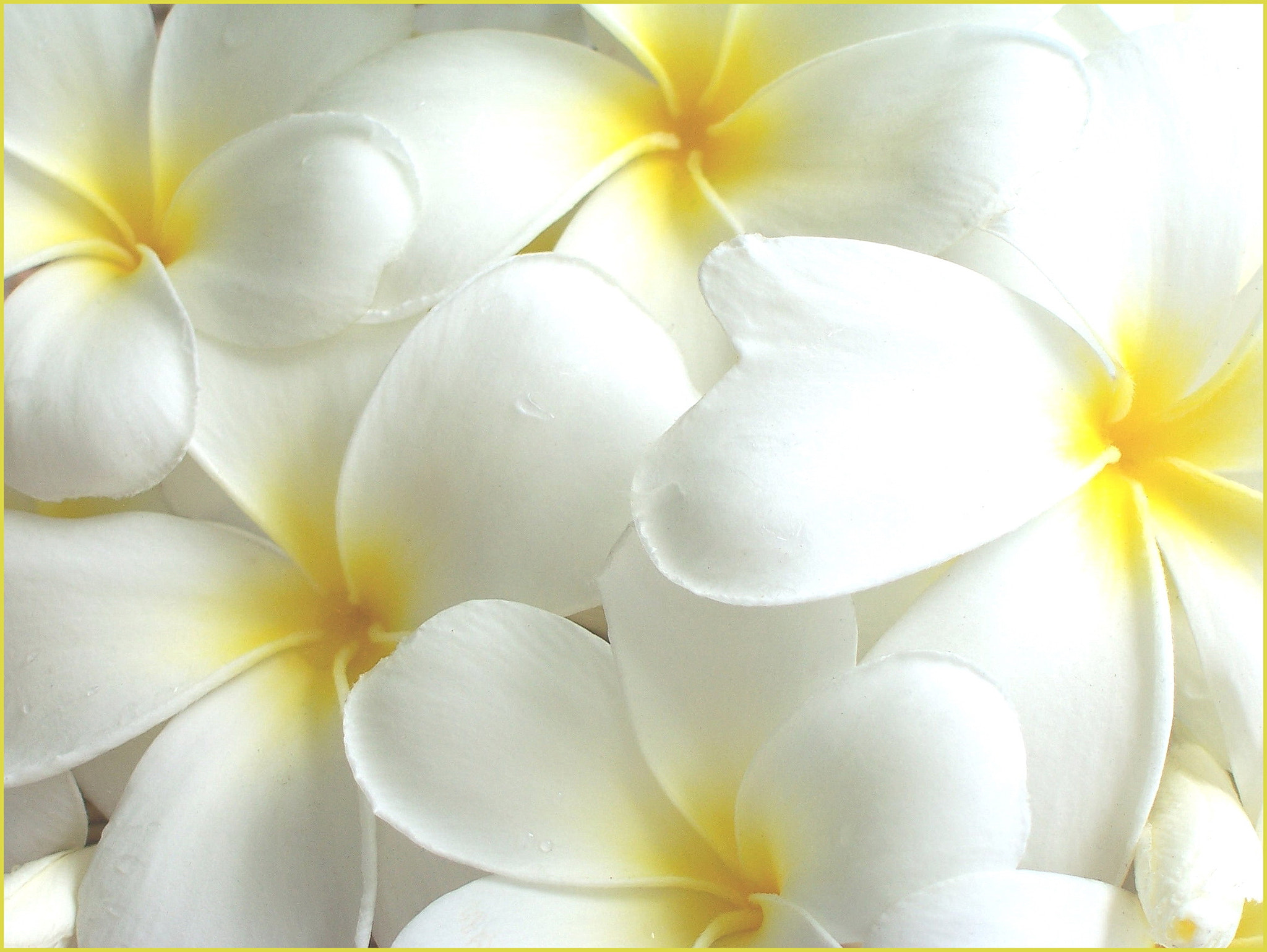 Kodak Z700 ZOOM DIGITAL CAMERA sample photo. Frangipani macro photography