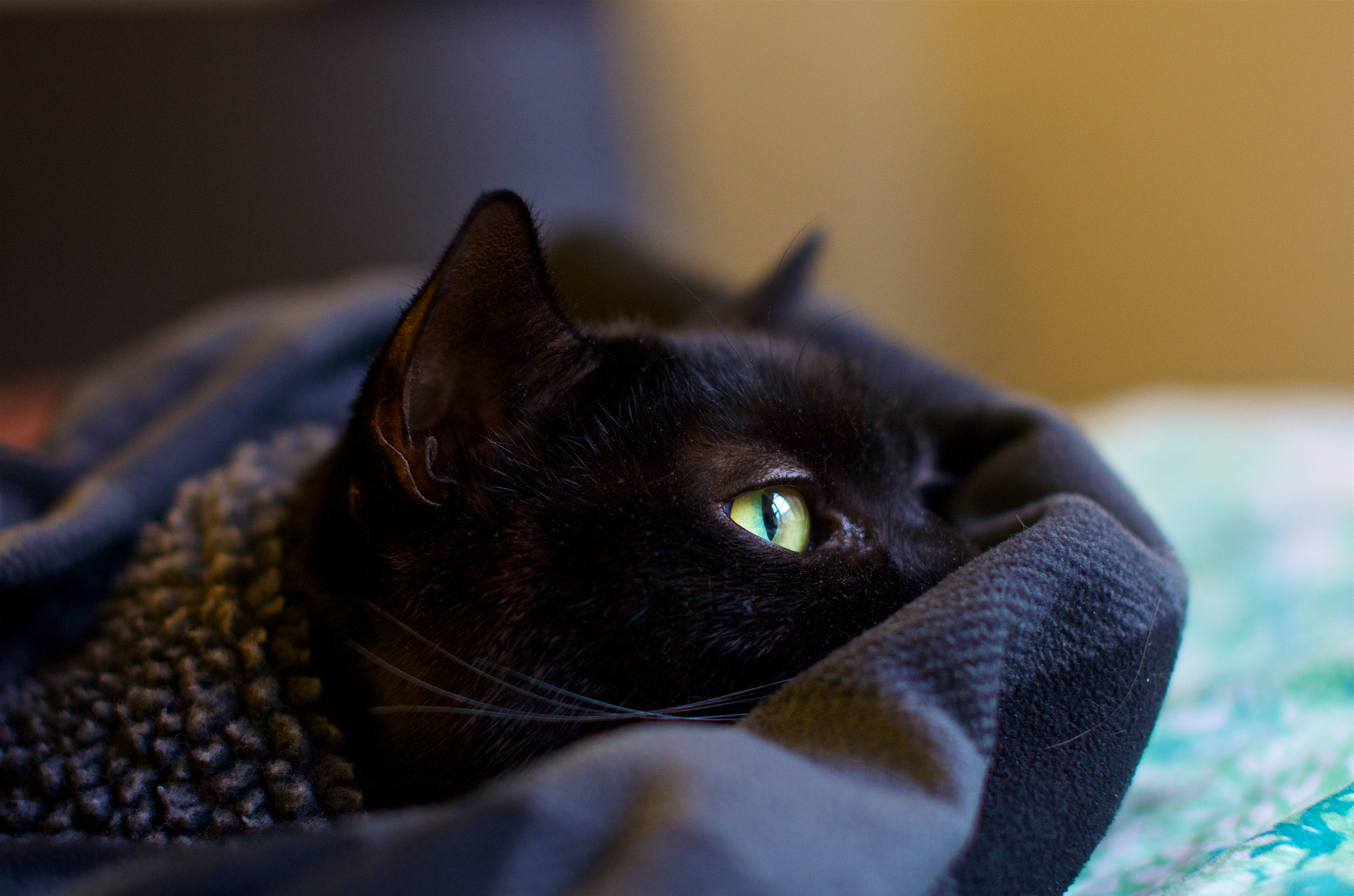 Sigma 50mm F1.4 EX DG HSM sample photo. I can hides in jackets photography