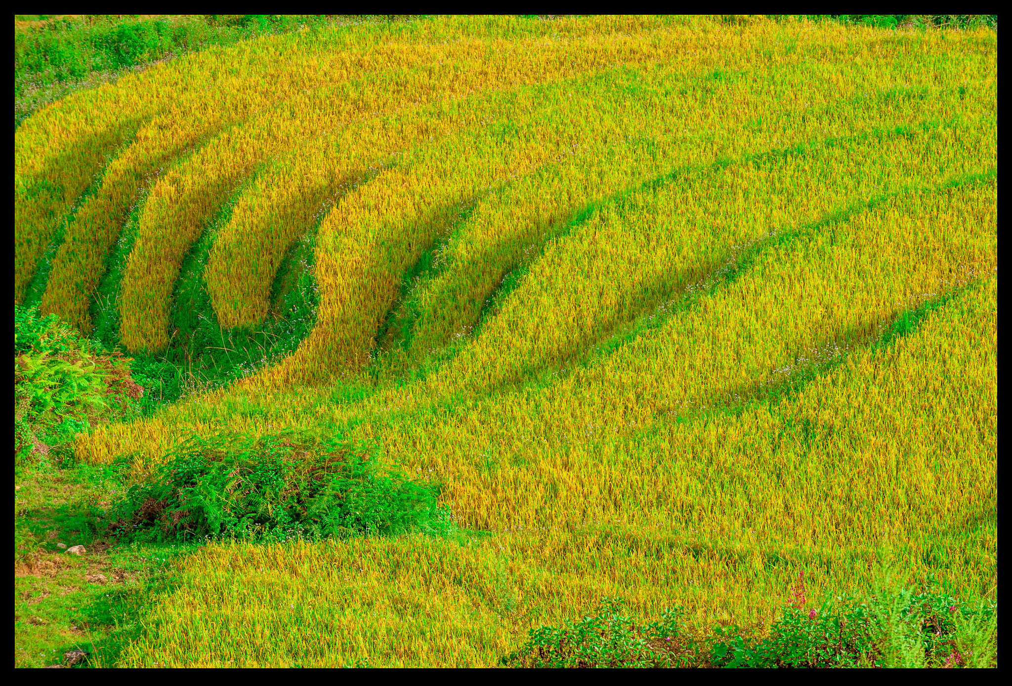 AF-S Zoom-Nikkor 80-200mm f/2.8D IF-ED sample photo. 10.jpg photography