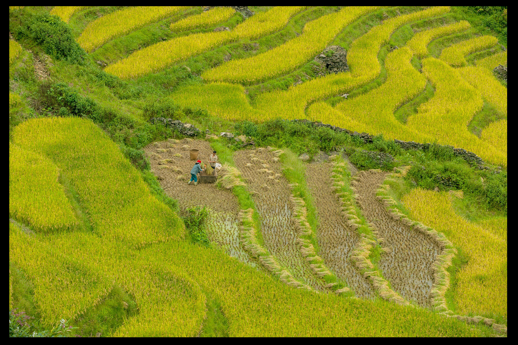 AF-S Zoom-Nikkor 80-200mm f/2.8D IF-ED sample photo. 9.jpg photography