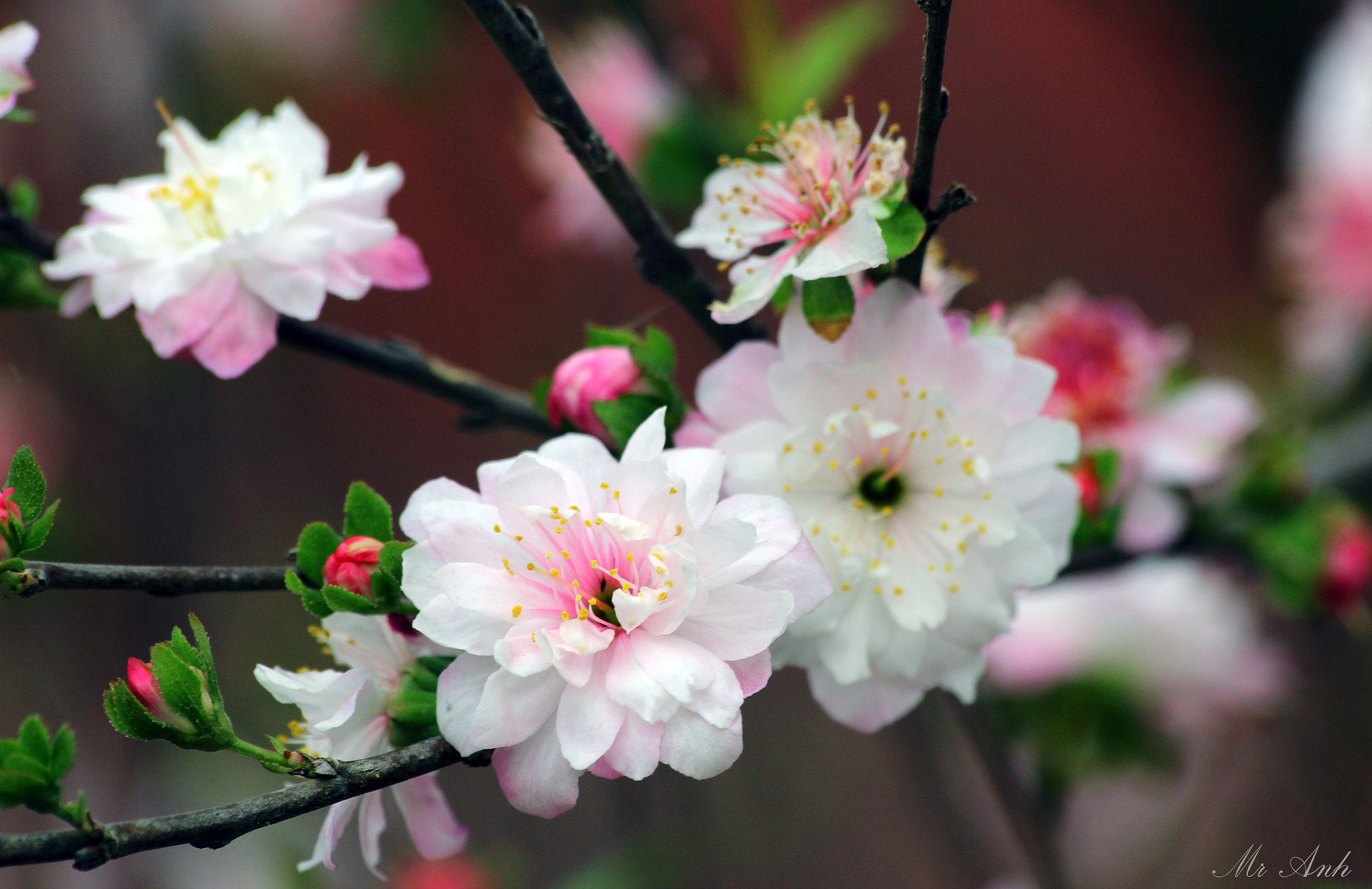 Sigma 70-300mm F4-5.6 APO DG Macro sample photo. Flower photography