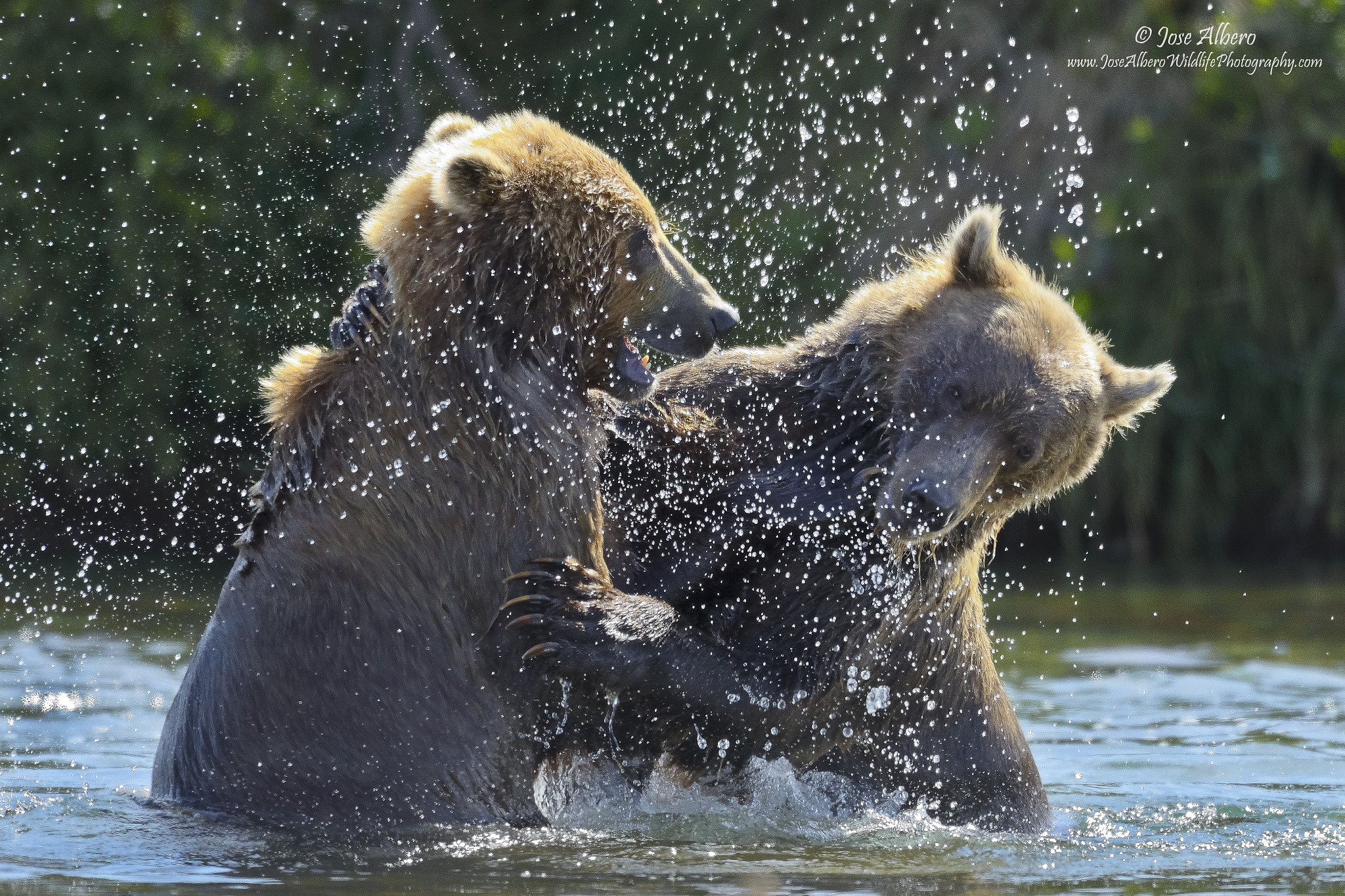 Nikon AF-S Nikkor 500mm F4D ED-IF II sample photo. Water games photography