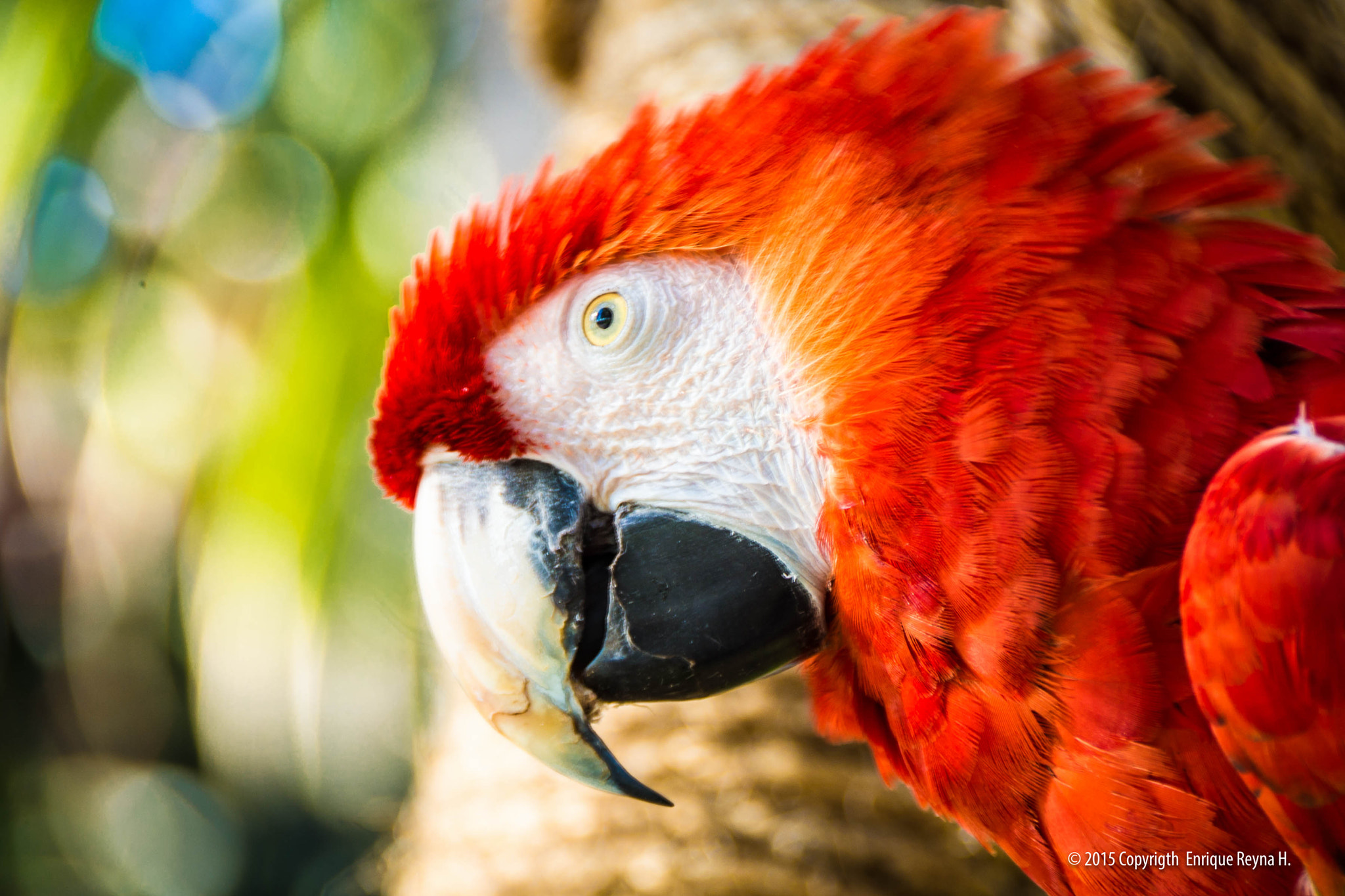Sony DT 18-250mm F3.5-6.3 sample photo. Lola photography