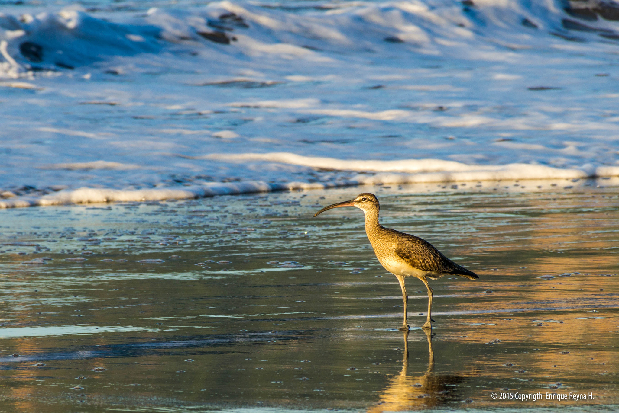 Sony DT 18-250mm F3.5-6.3 sample photo. Seagull 3 photography