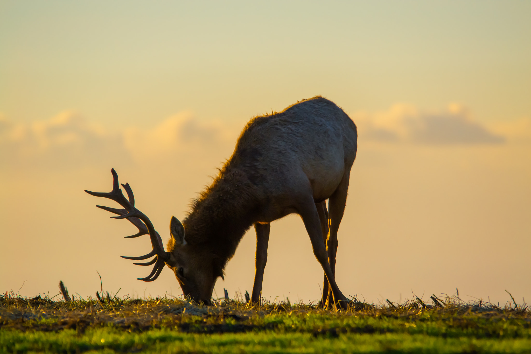 Sigma 150-500mm F5-6.3 DG OS HSM sample photo. Tuli elk -  grazing in the sunset photography