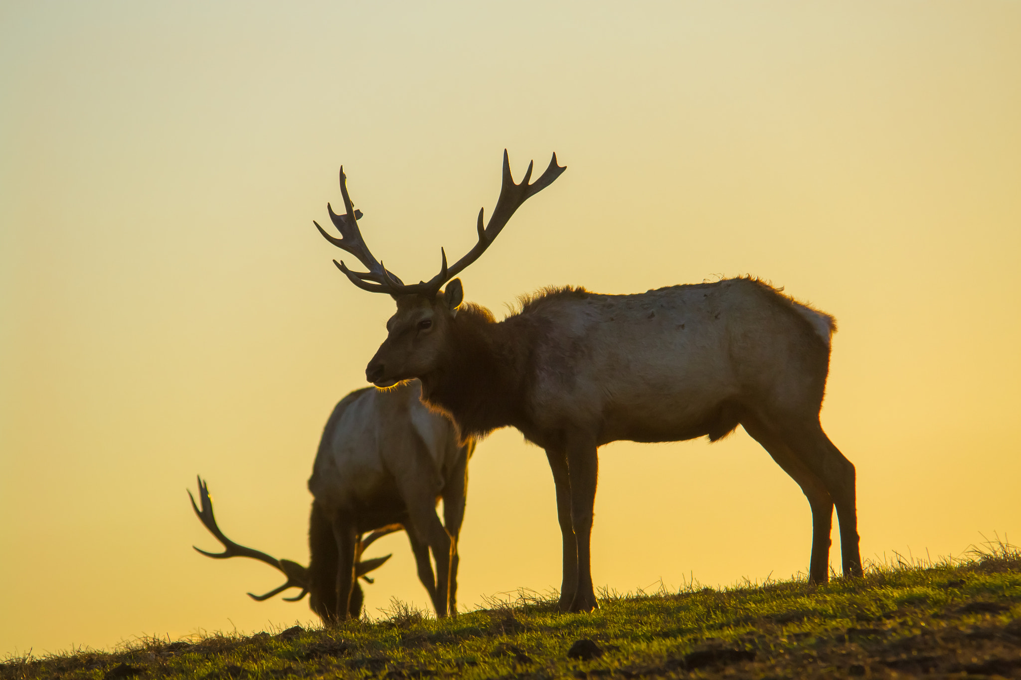 Sigma 150-500mm F5-6.3 DG OS HSM sample photo. Tuli-elks in the sunset photography