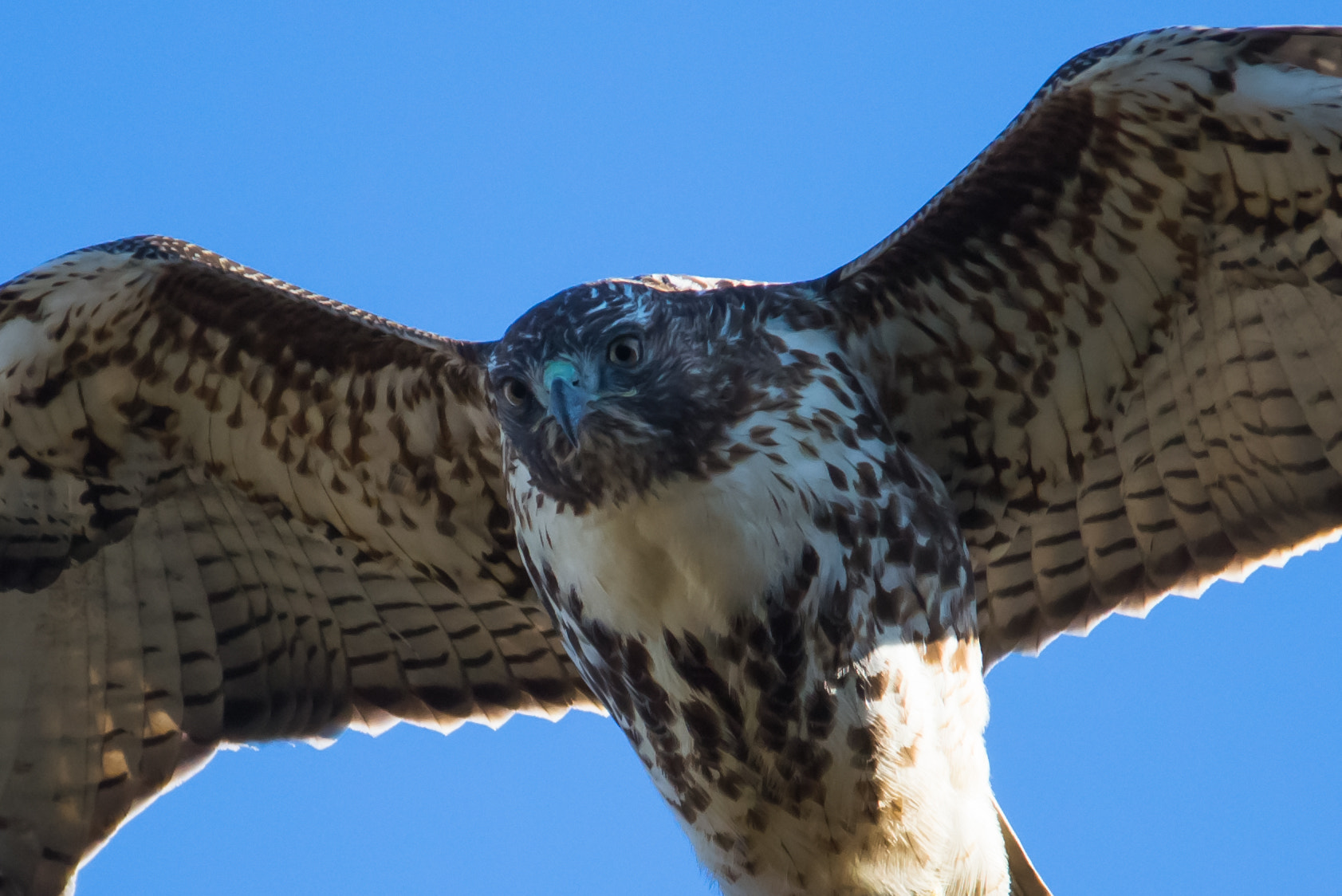 Sigma 150-500mm F5-6.3 DG OS HSM sample photo. Eagle - a close-up photography