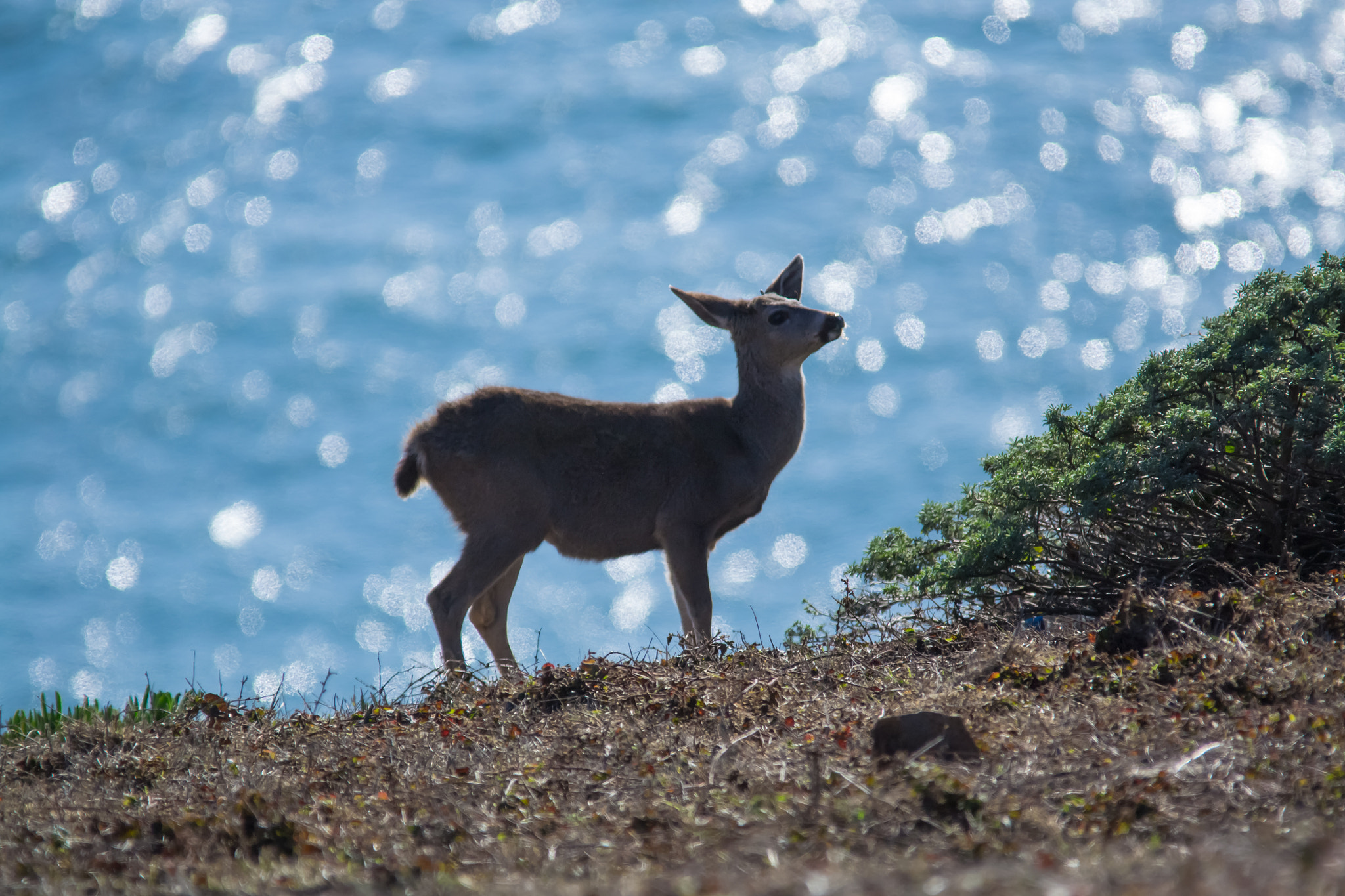 Sigma 150-500mm F5-6.3 DG OS HSM sample photo. Deer by the sea photography