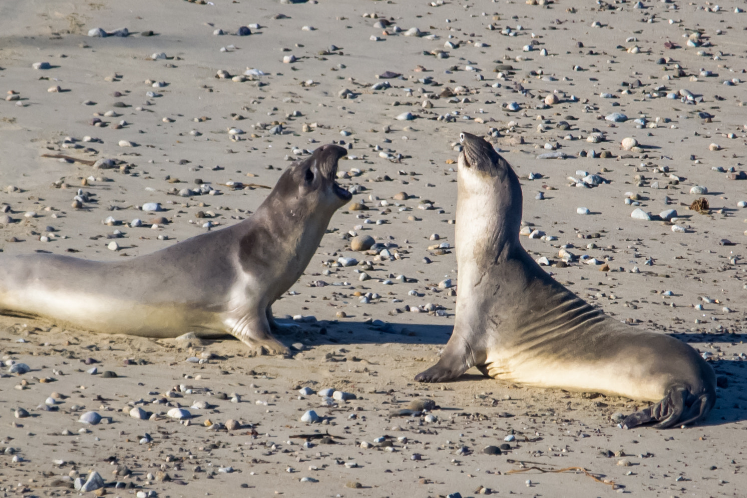 Sigma 150-500mm F5-6.3 DG OS HSM sample photo. Sea lions - 1 photography