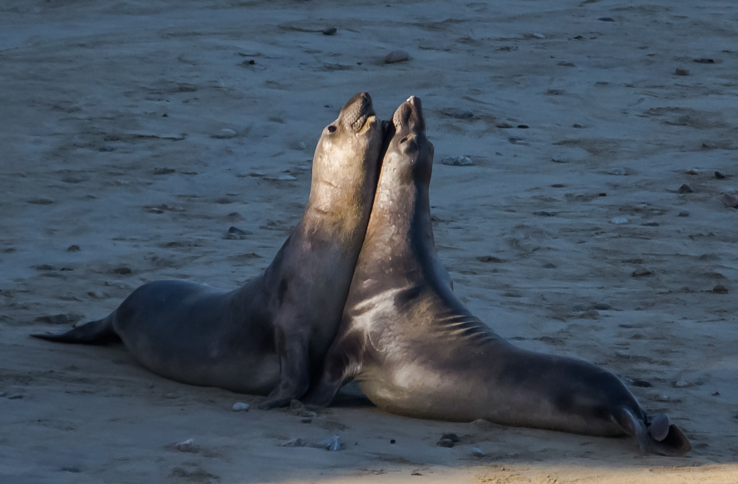 Sigma 150-500mm F5-6.3 DG OS HSM sample photo. Sea lions' love photography