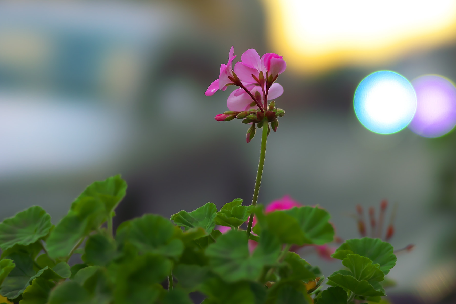 135mm F2.8[T4.5] STF sample photo. Geranium photography