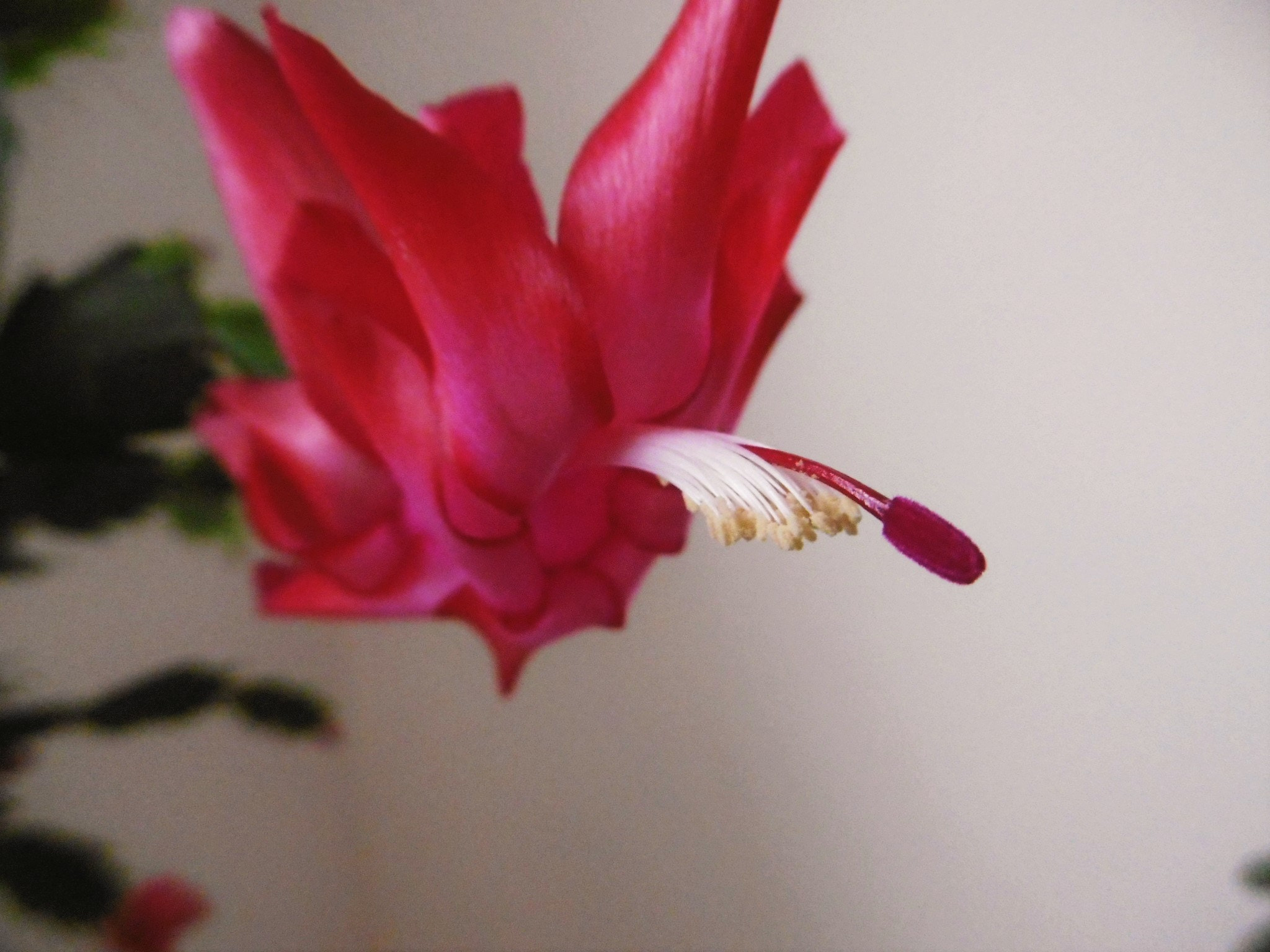 Panasonic DMC-SZ8 sample photo. Schlumbergera photography
