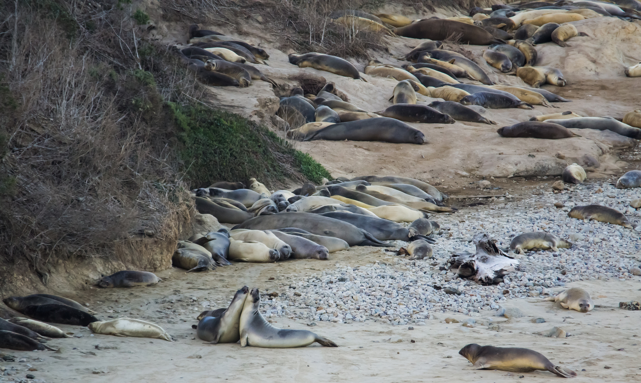 Sigma 150-500mm F5-6.3 DG OS HSM sample photo. Sea lion beach photography