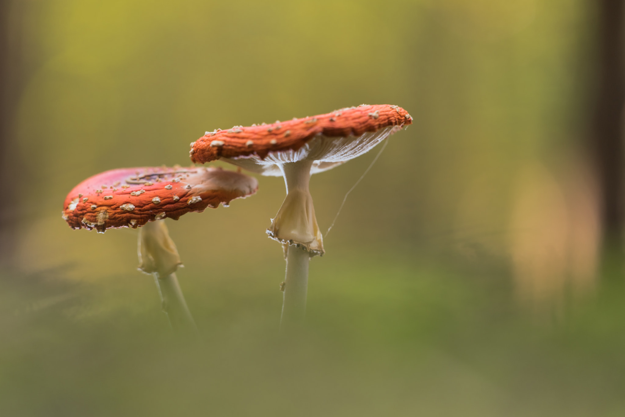 Sigma 150mm F2.8 EX DG Macro HSM sample photo. Amanita muscaria photography