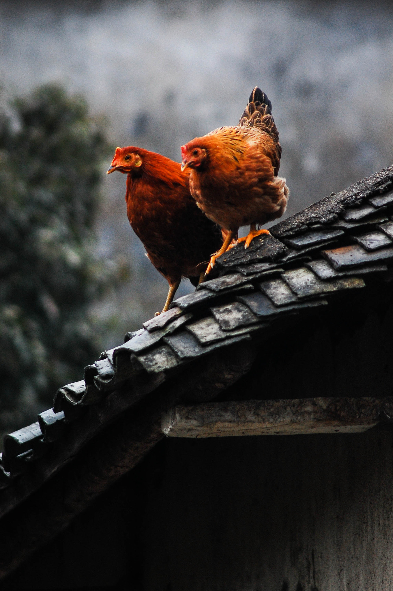 Nikon D40 sample photo. 母鸡 photography