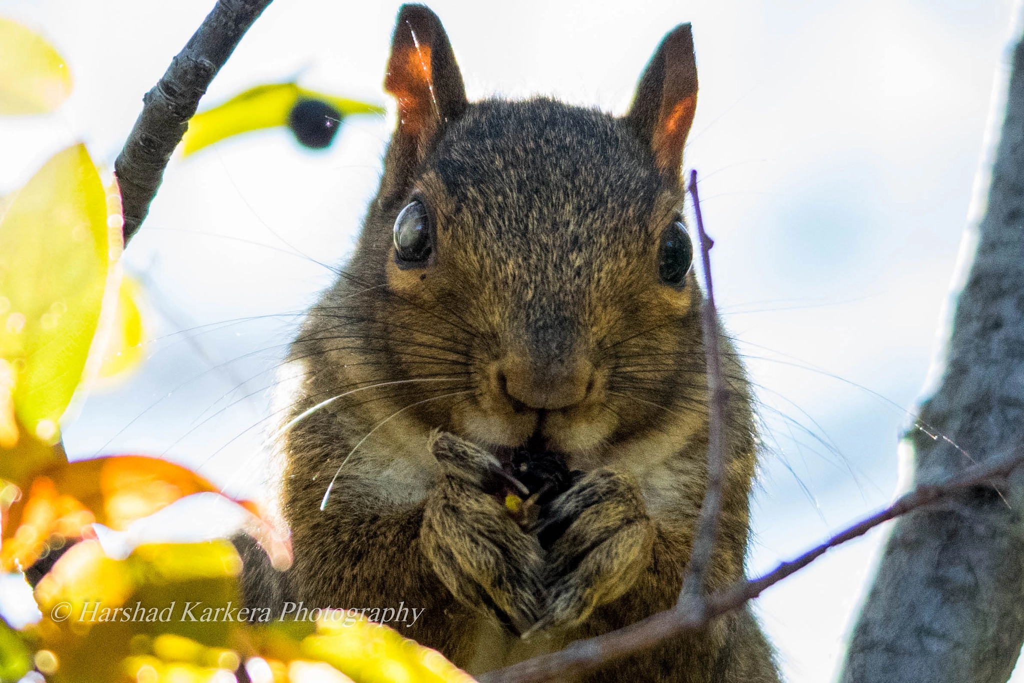 Sigma 150-500mm F5-6.3 DG OS HSM sample photo. 'look at me' photography