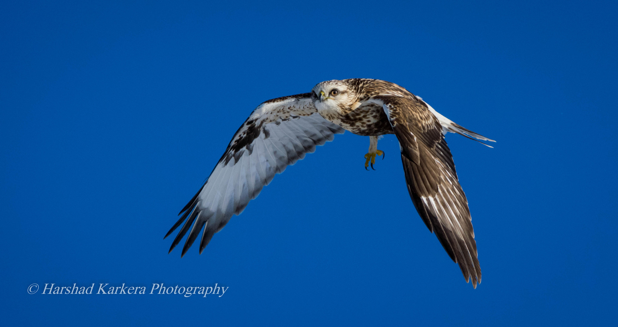 Sigma 150-500mm F5-6.3 DG OS HSM sample photo. Rough legged hawk photography