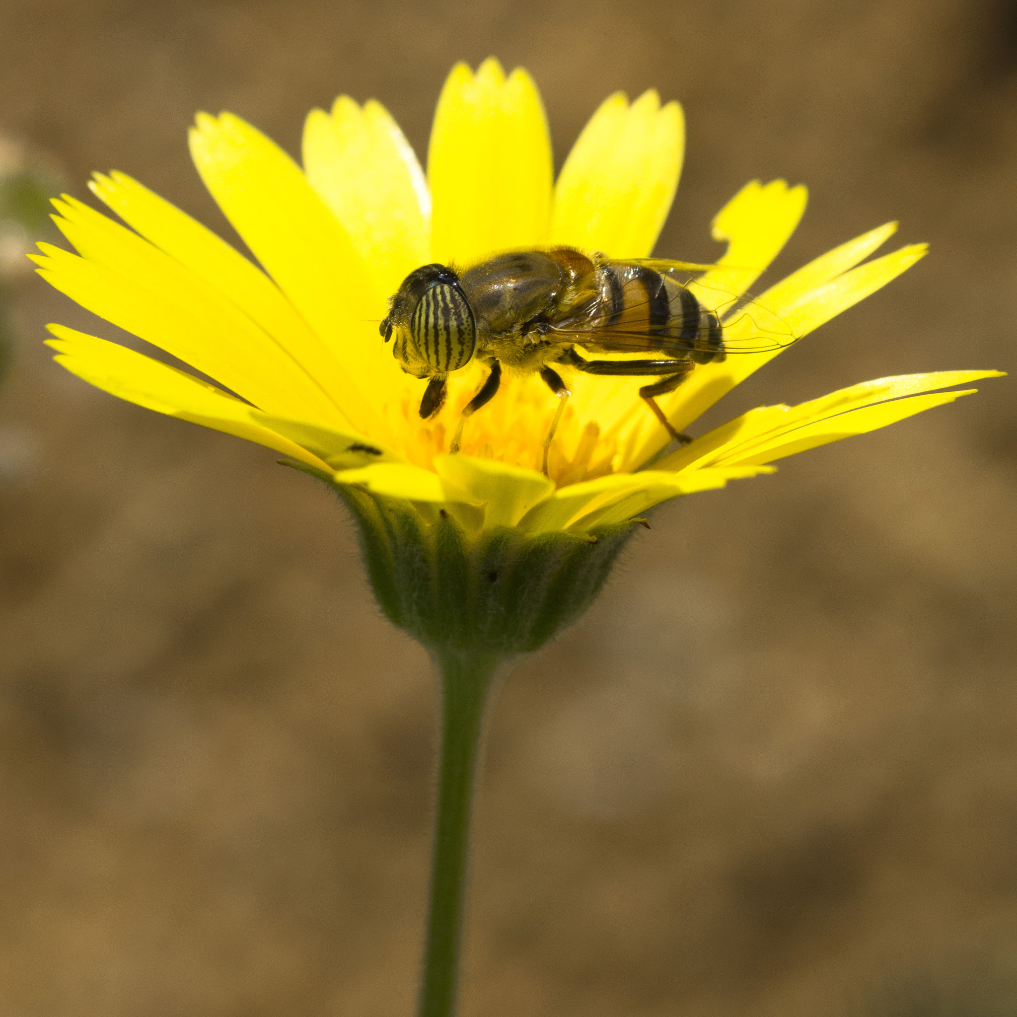 Sigma 105mm F2.8 EX DG OS HSM sample photo. La mosca... photography