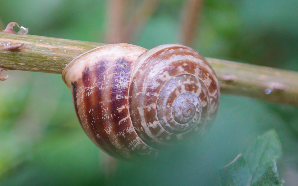 Samsung NX30 + NX 18-55mm F3.5-5.6 sample photo. Shell photography