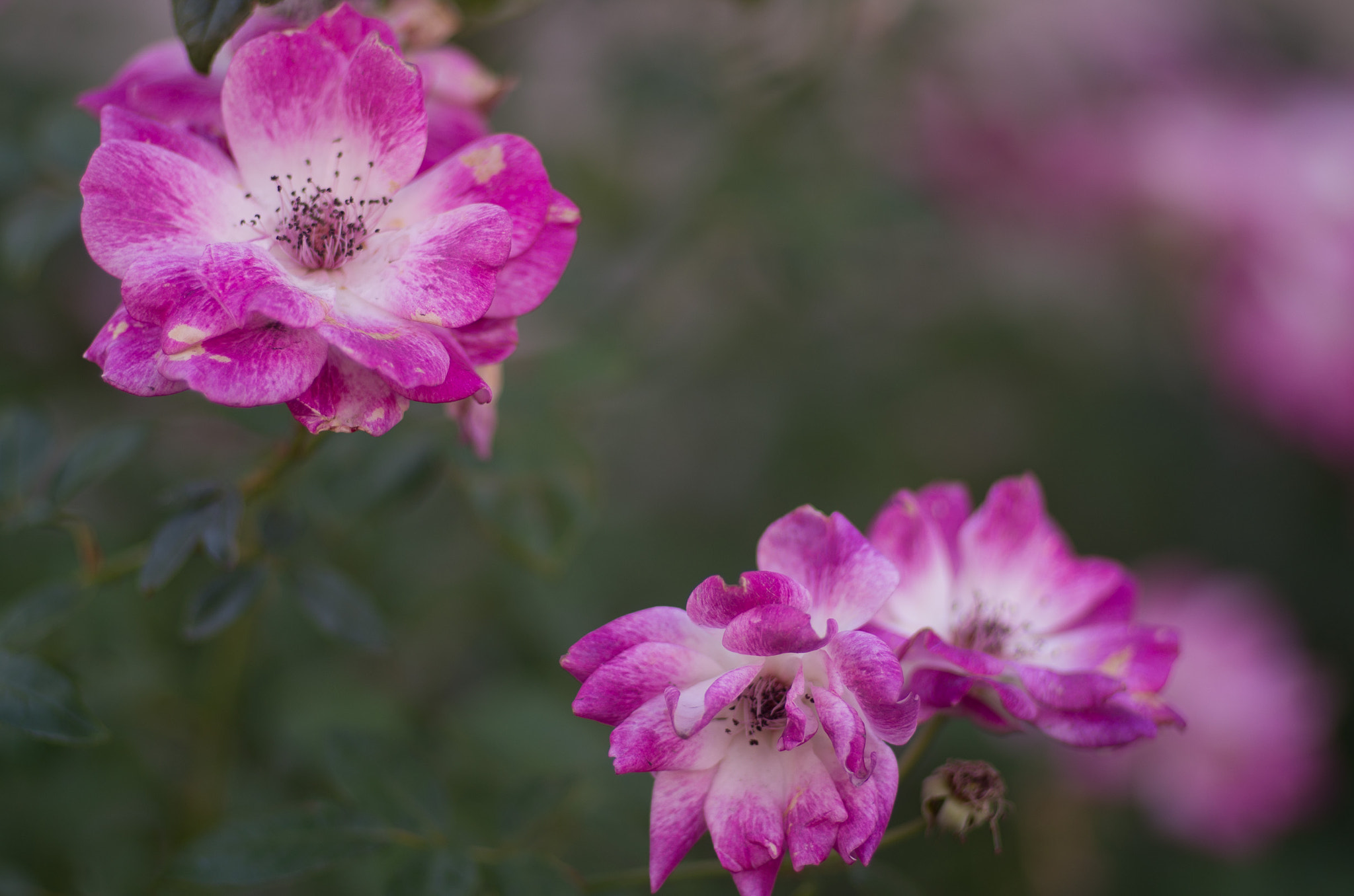 Pentax K-30 + Pentax smc FA 77mm 1.8 Limited sample photo. (of ) photography